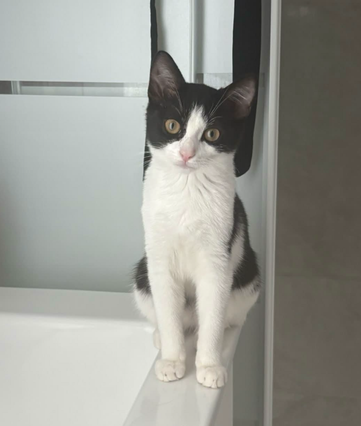 Adoption Kitty