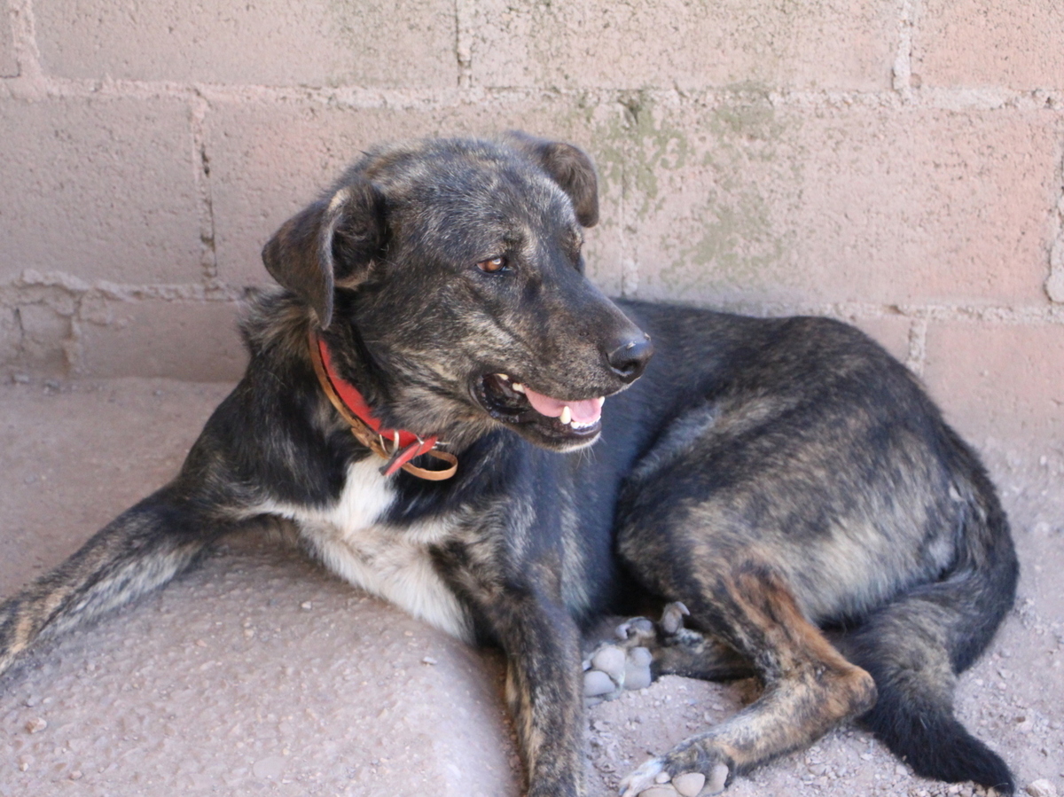 Adoption Amoroso