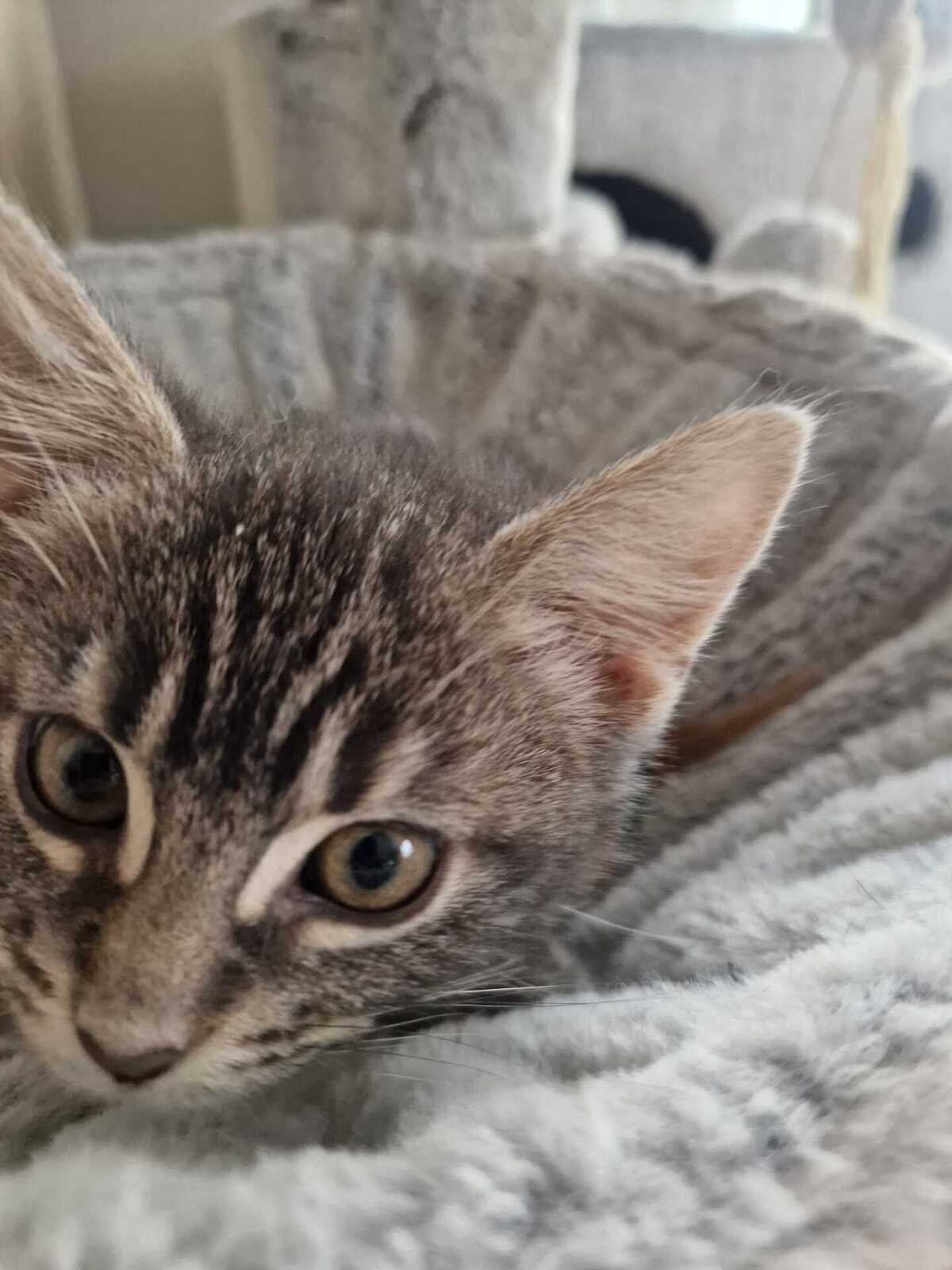 Adoption Chocominette