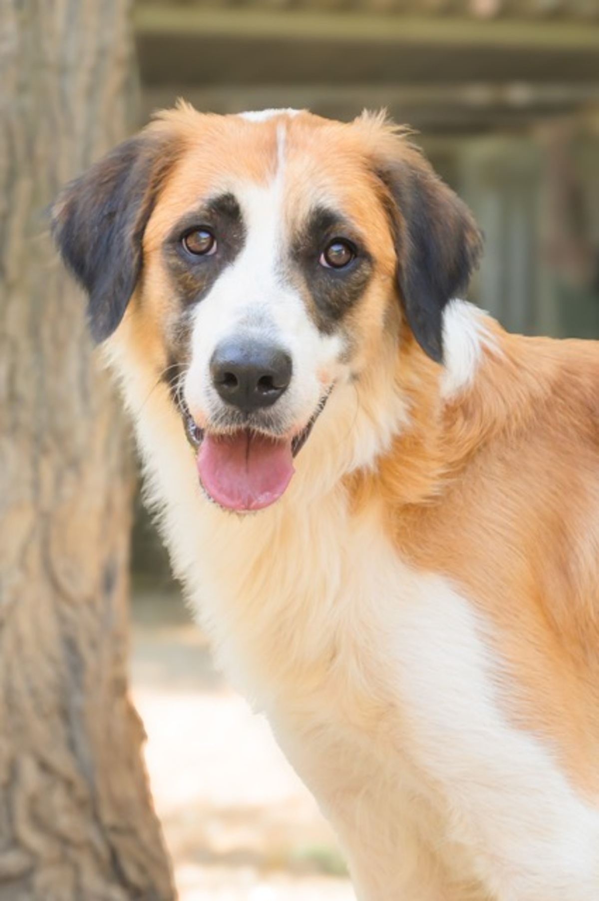 Adoption BESS