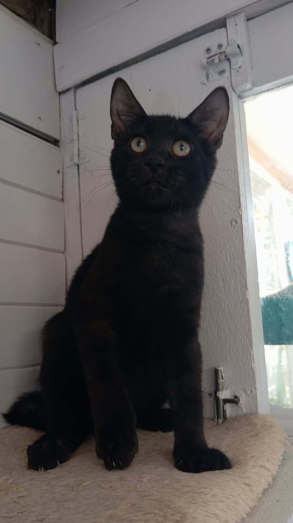 Adoption Romain