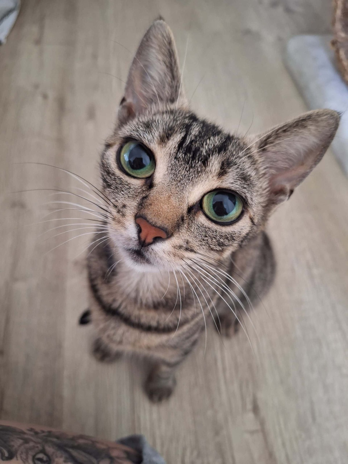 Adoption Ficelle