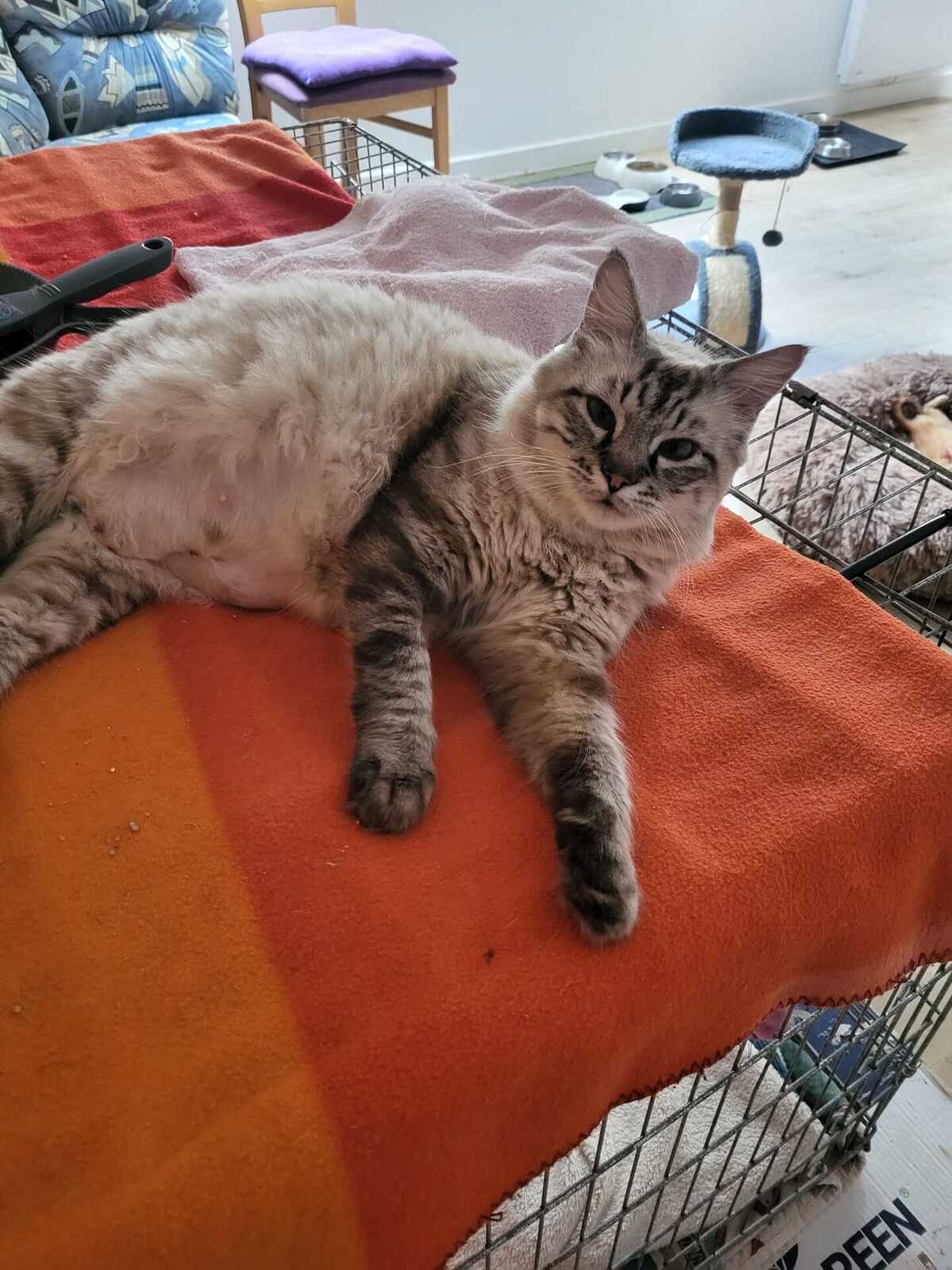 Adoption Milouche