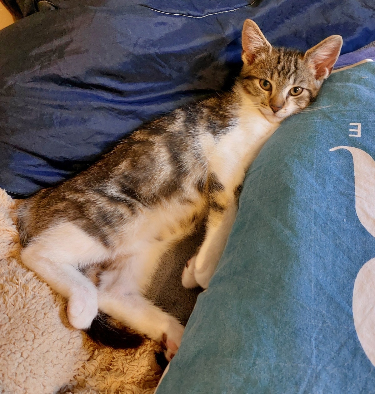 Adoption Brien