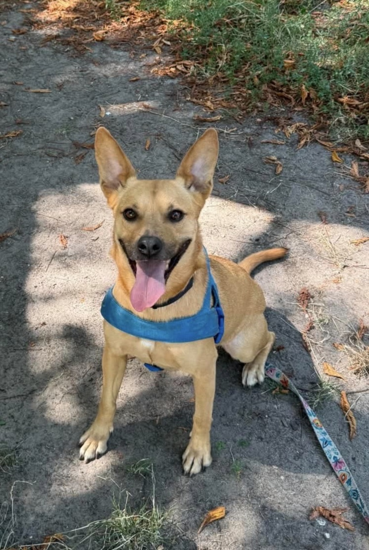 Adoption KORA, chien a adopter!