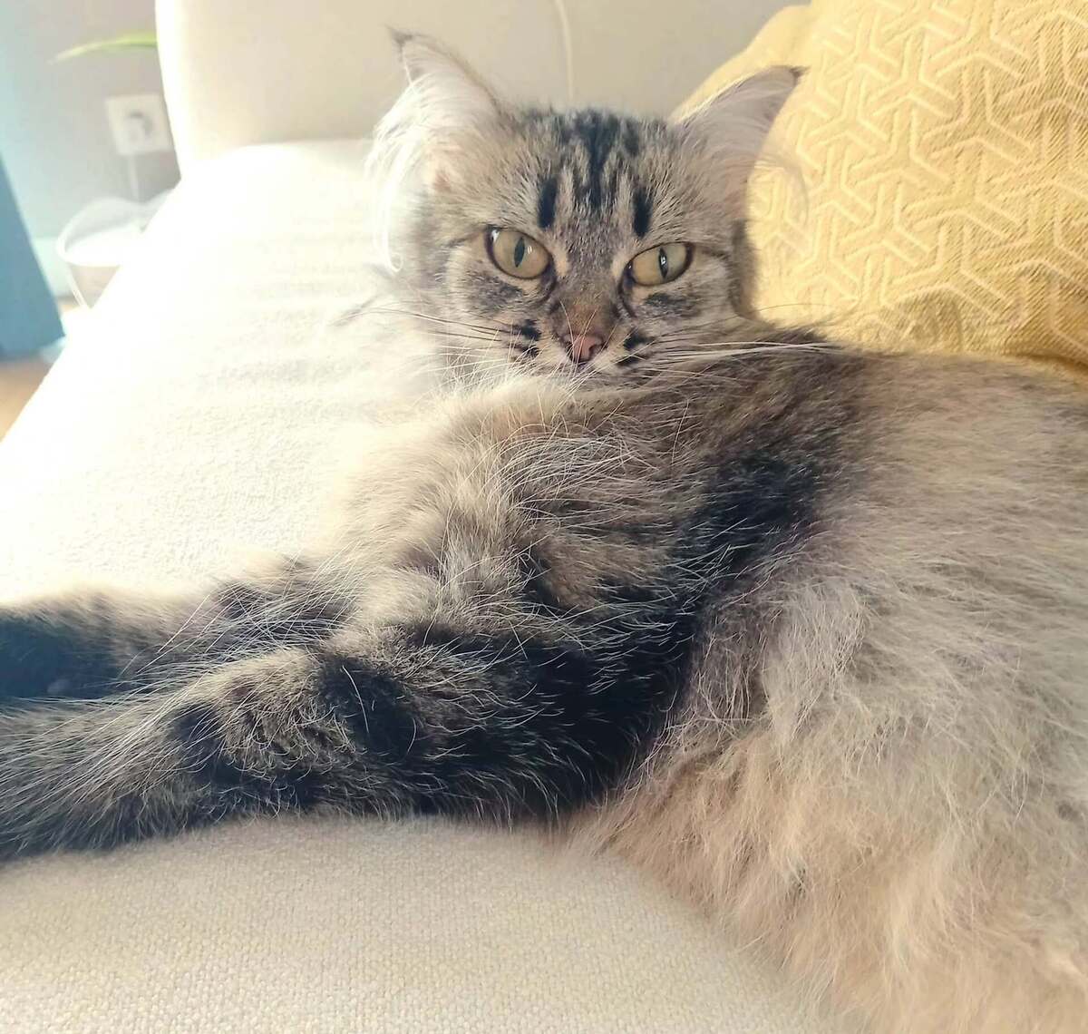 Adoption Tilie