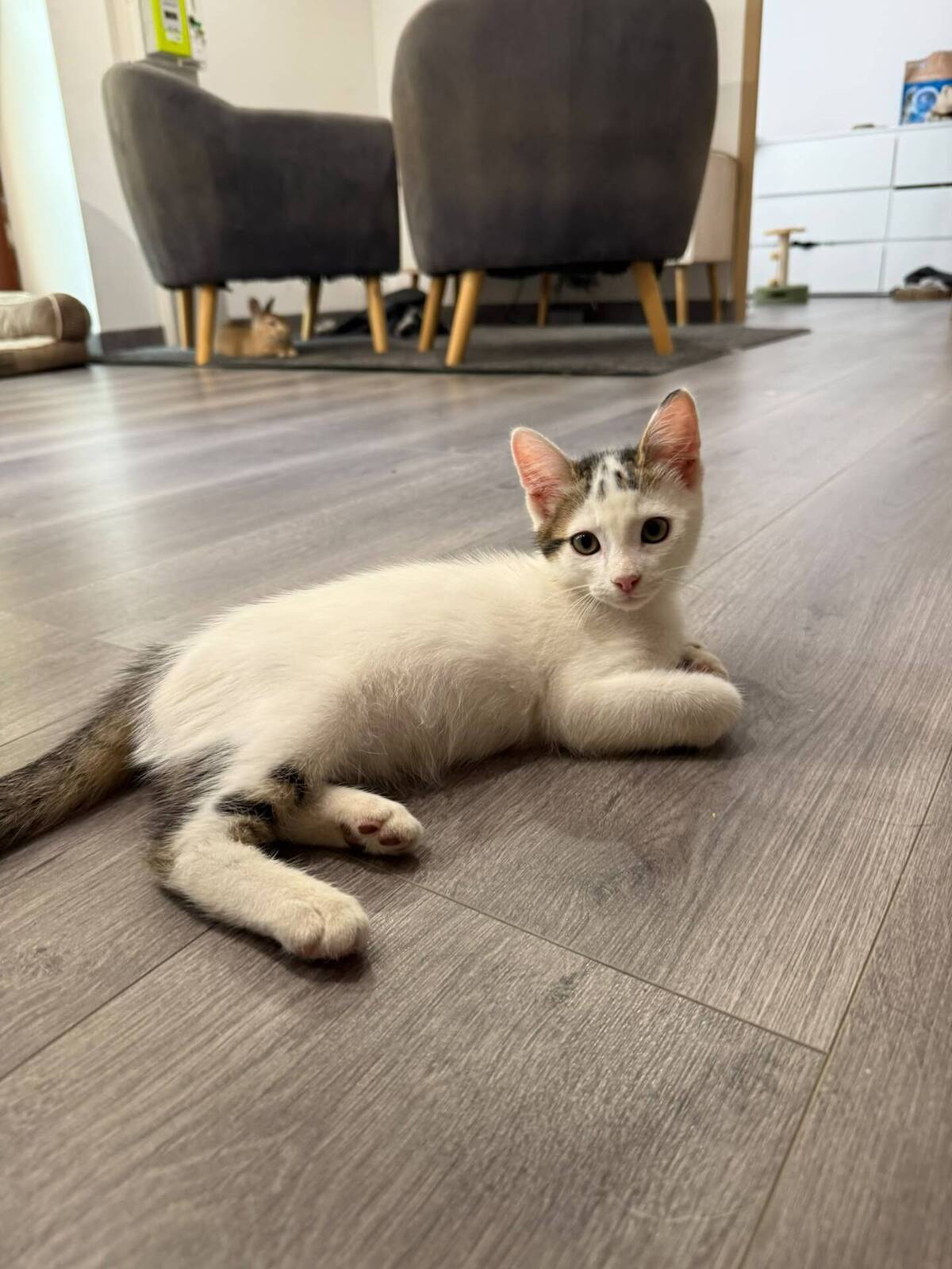 Adoption Loki