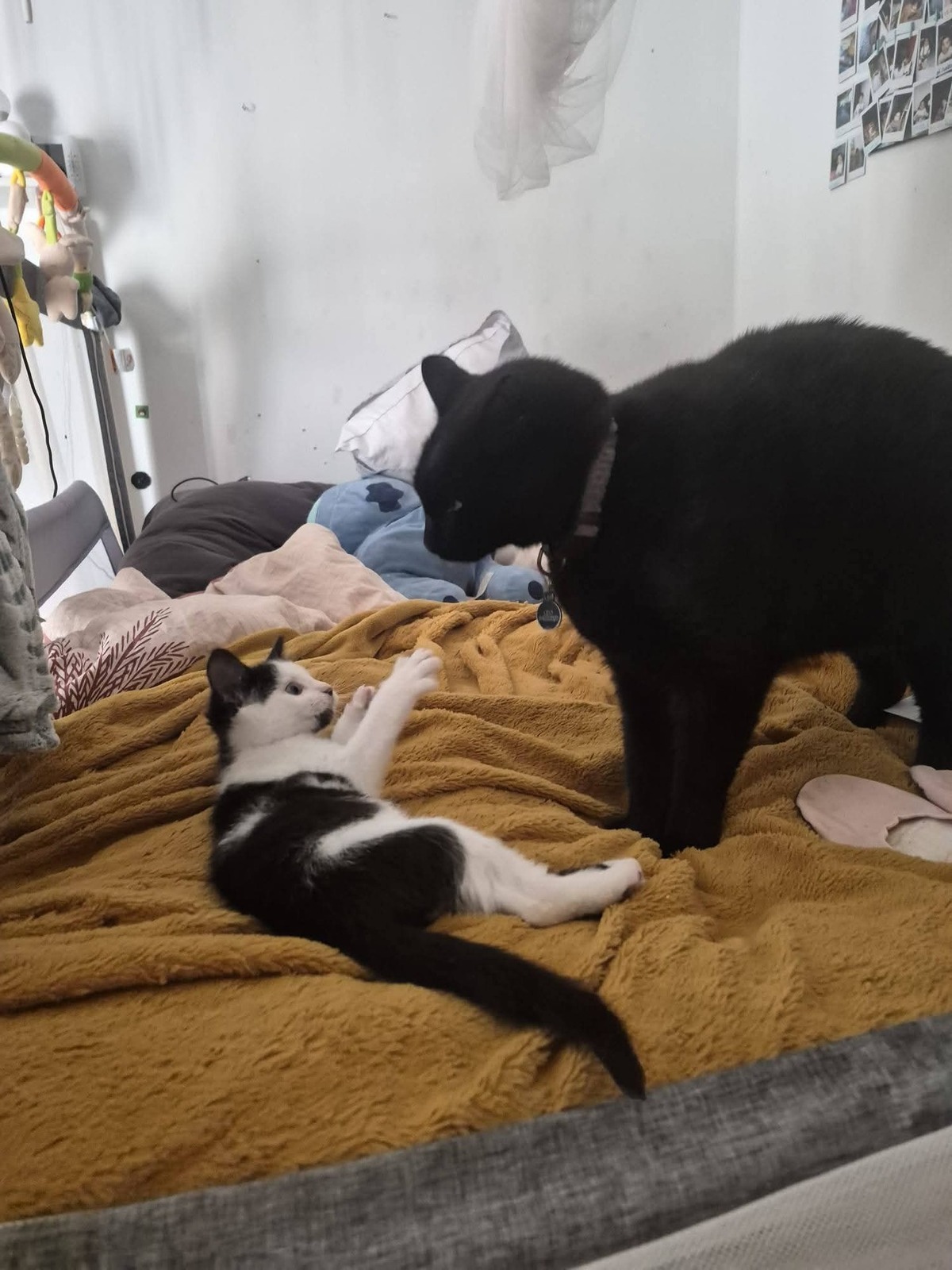Adoption Éclipse 