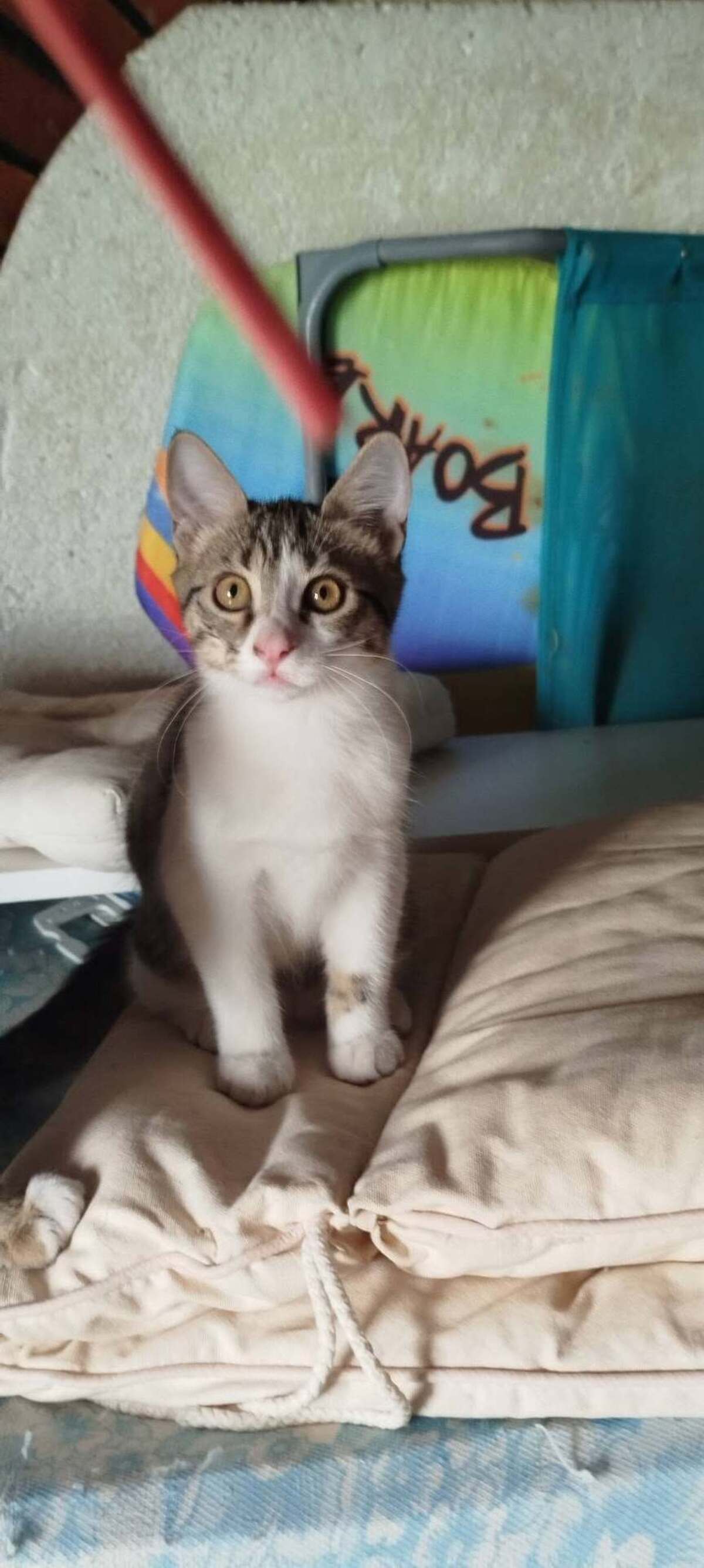 Adoption BARBARA