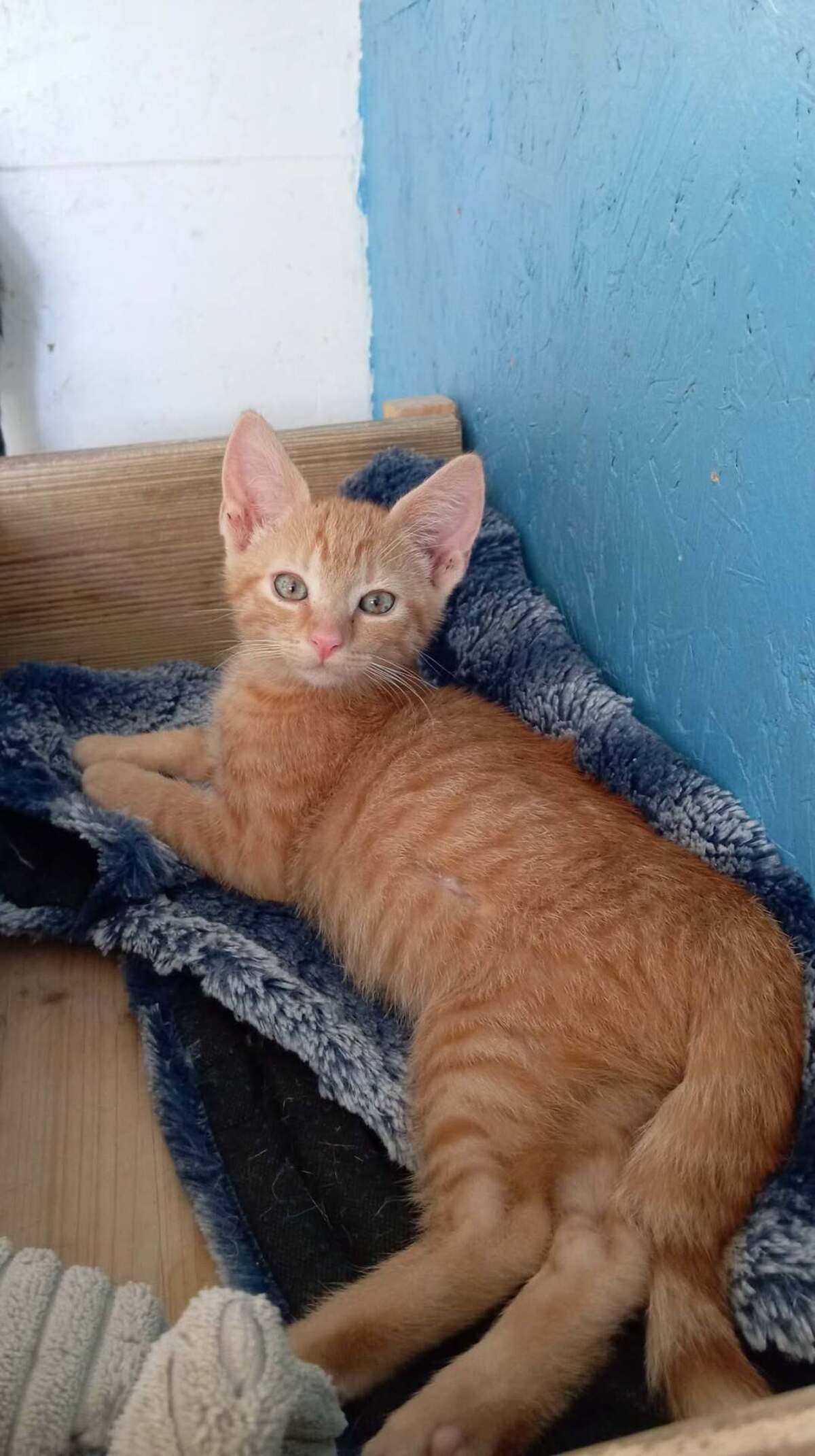 Adoption Bisou