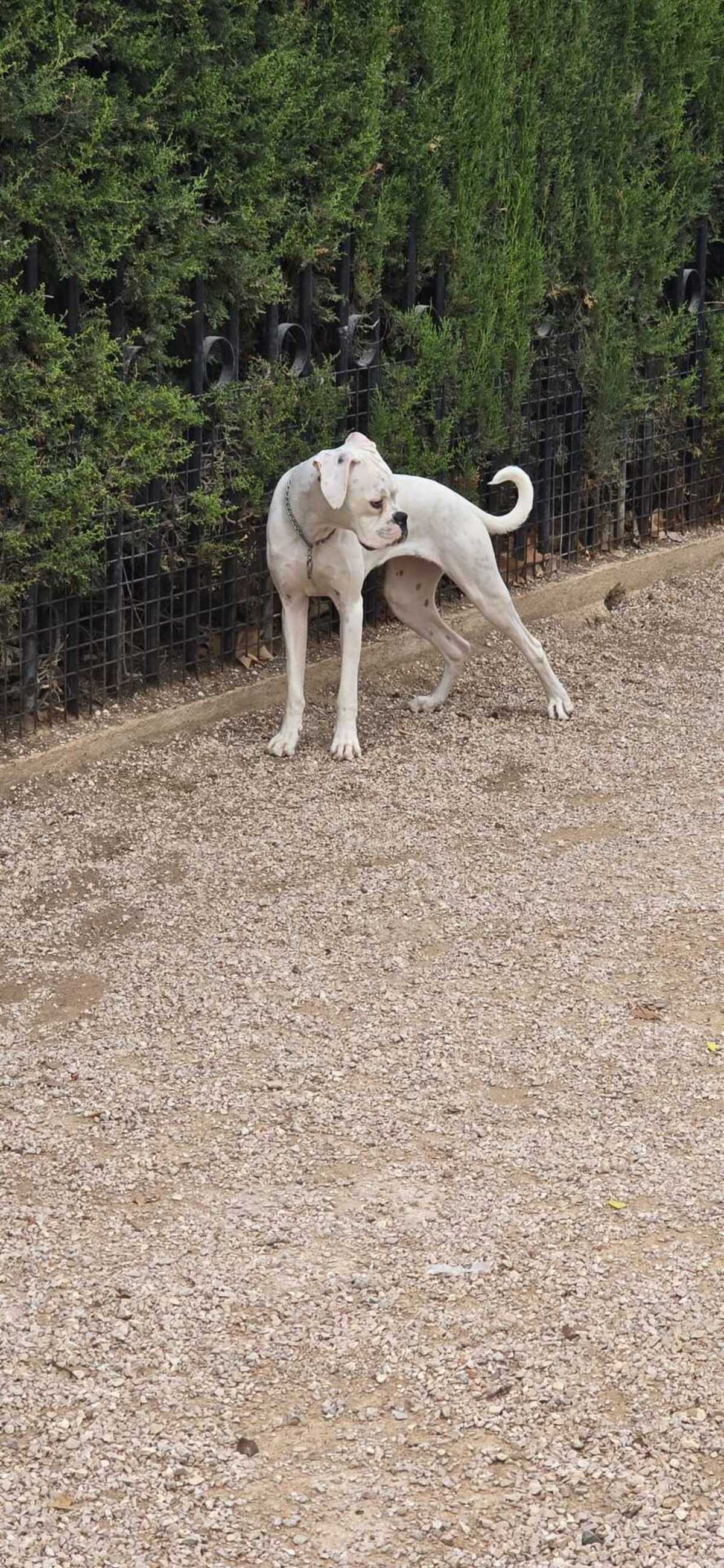 Adoption Yaki