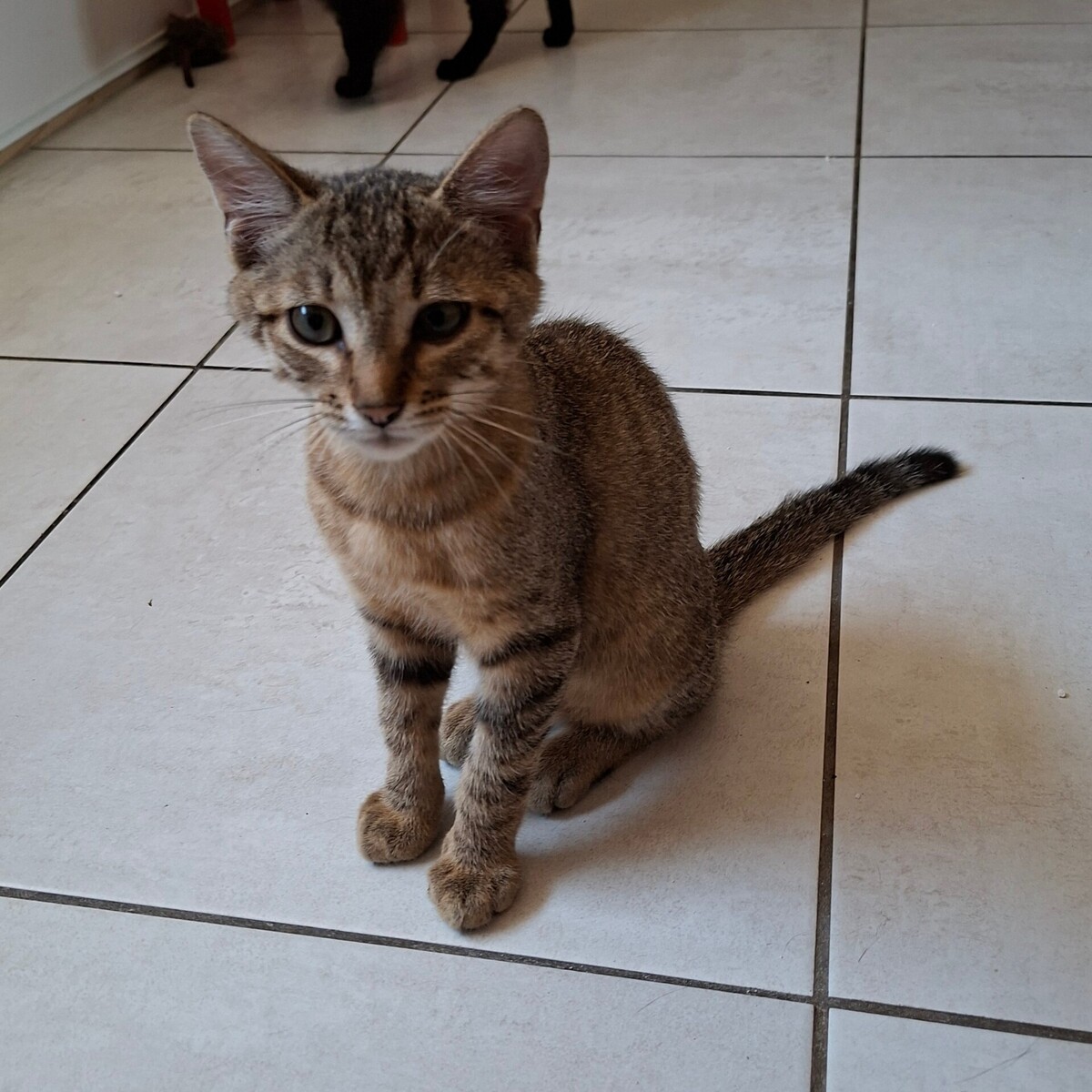 Adoption BENJI