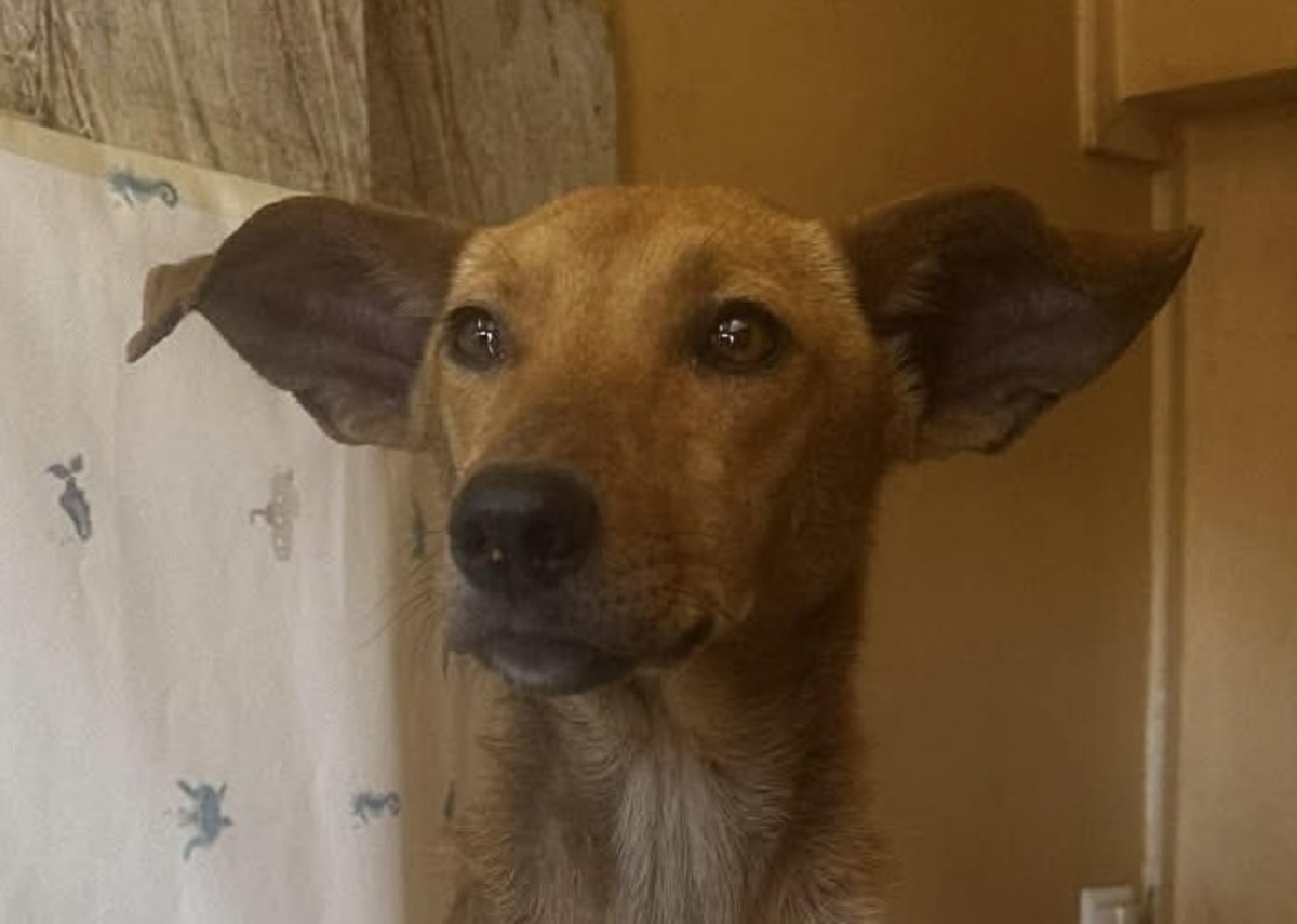 Adoption Ludie