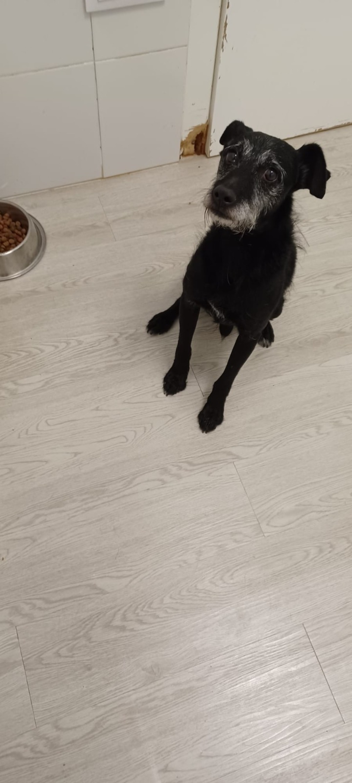Adoption Bongo