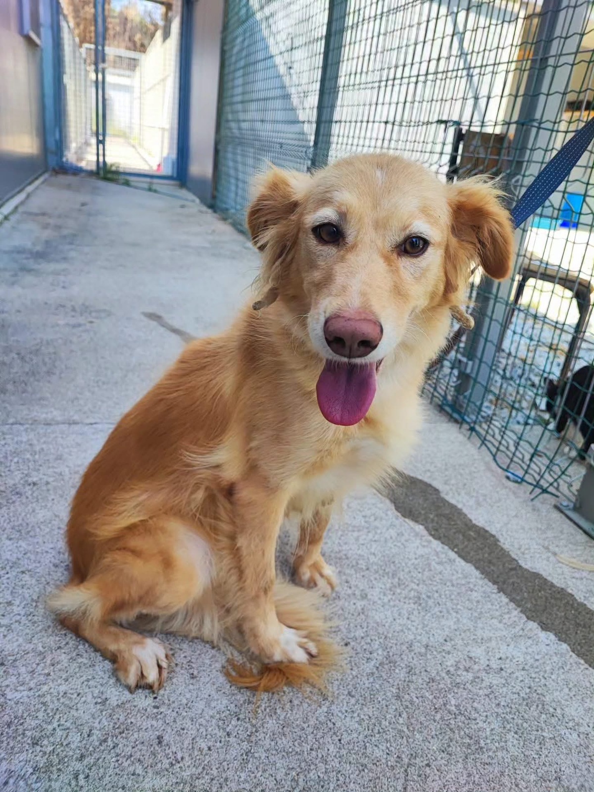 Adoption Lacy