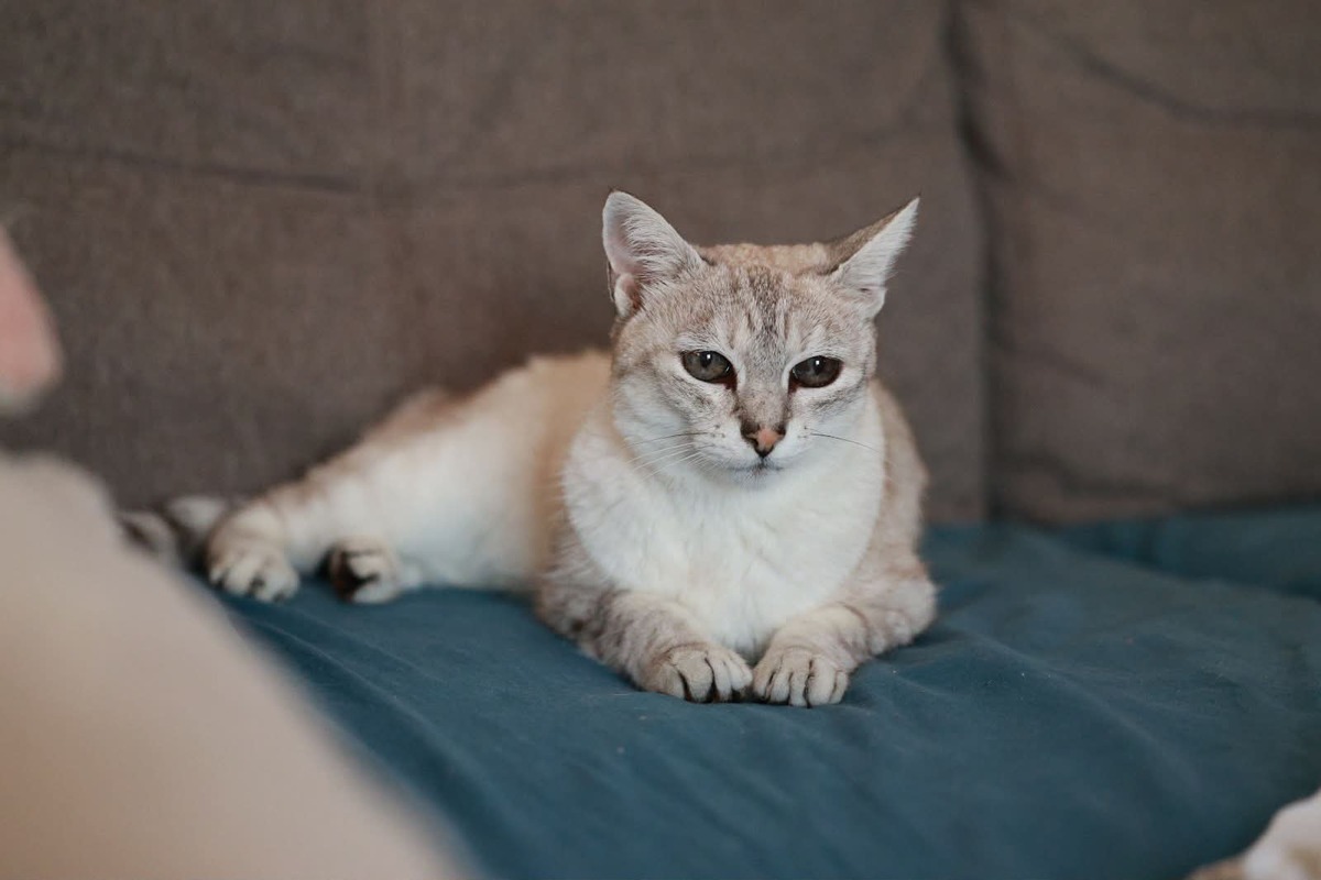Adoption Alpine
