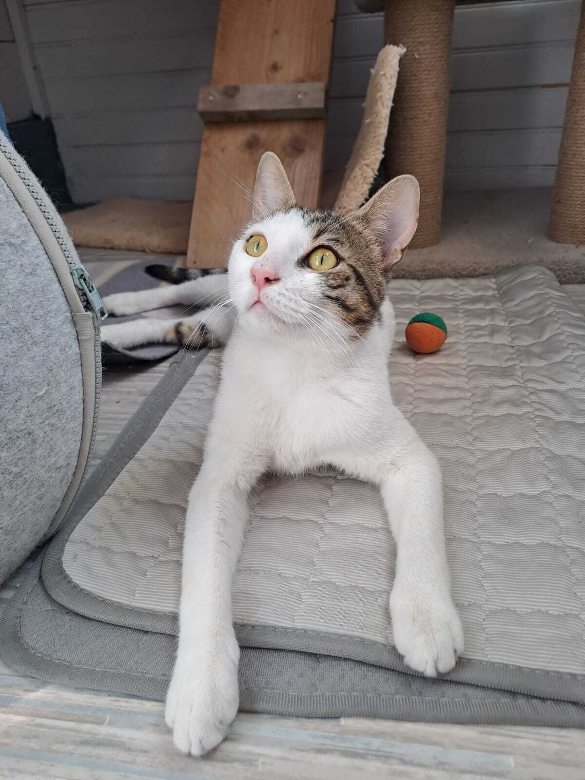 Adoption LANCELOT