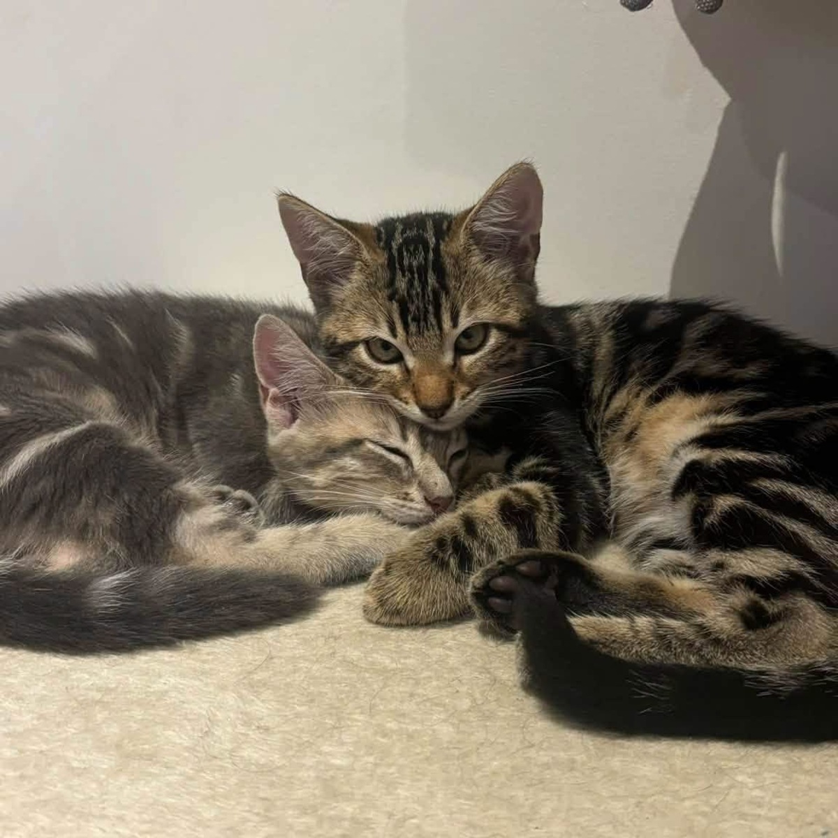 Adoption Taz