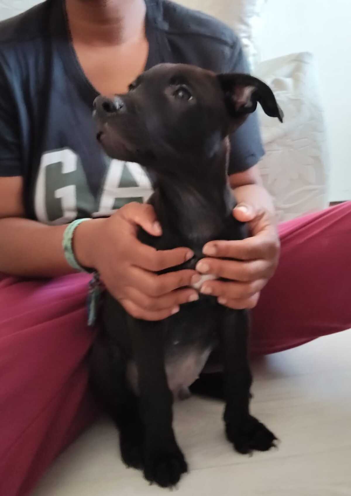 Adoption Mimi