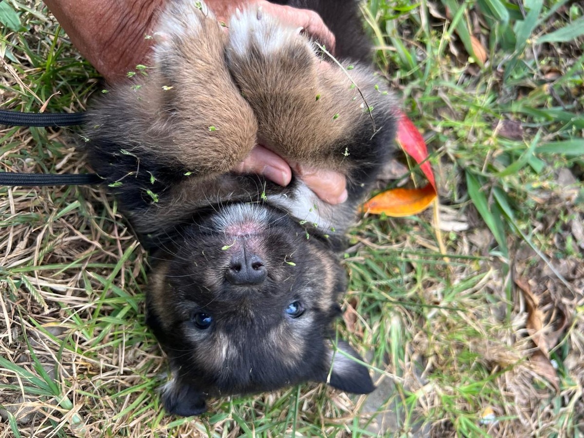 Adoption Picolo