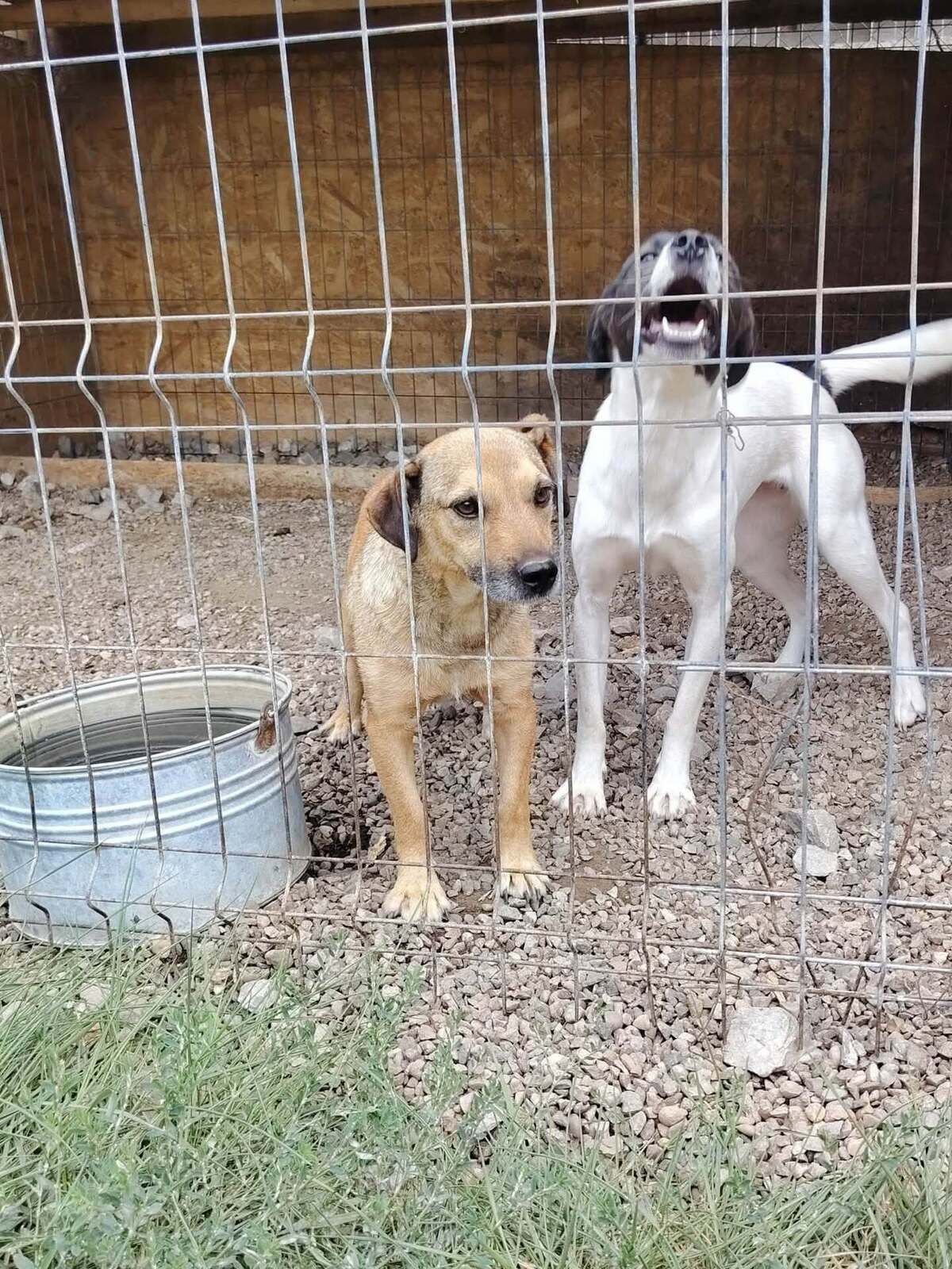 Adoption Buzz