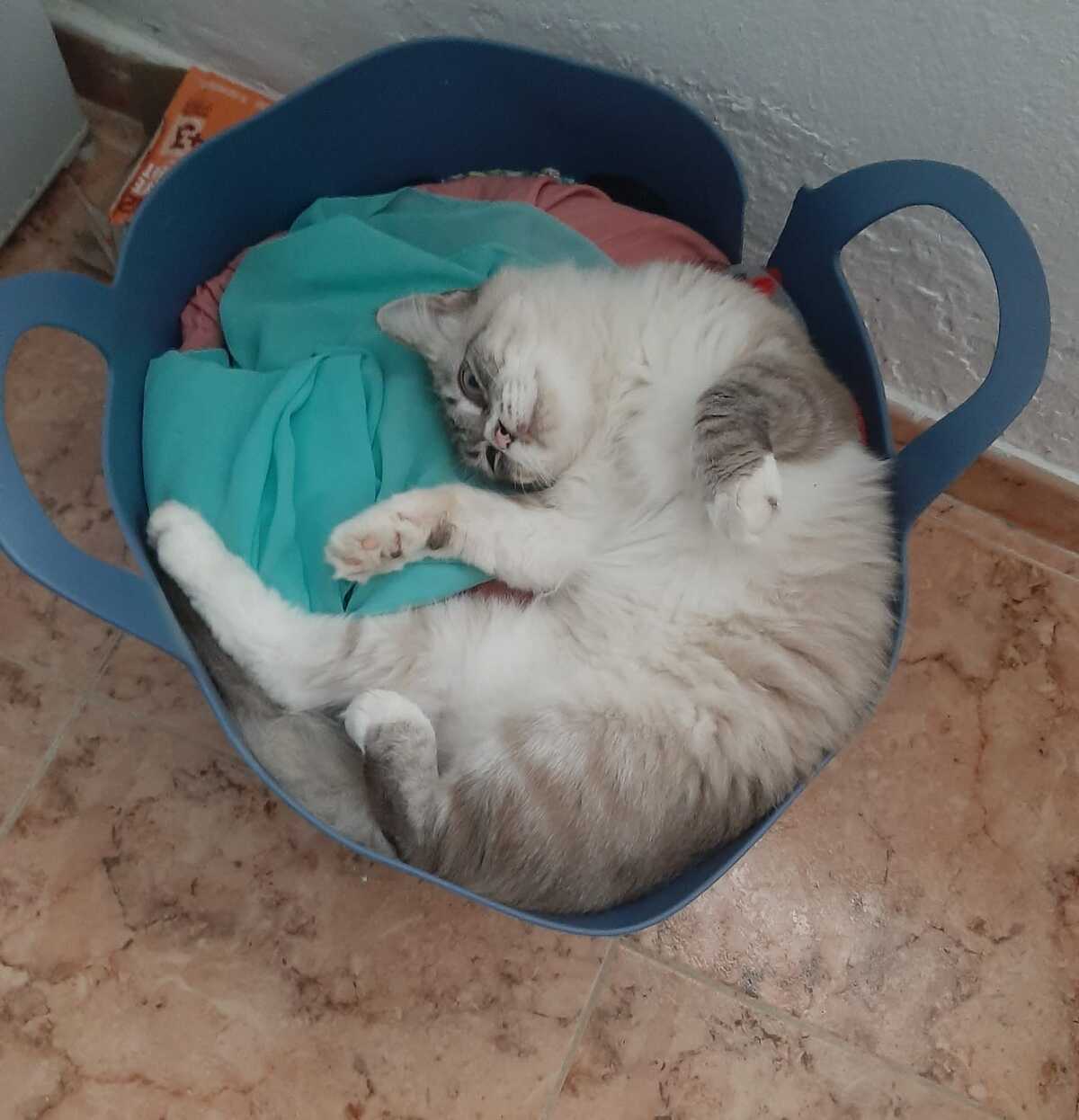 Adoption Nenufar
