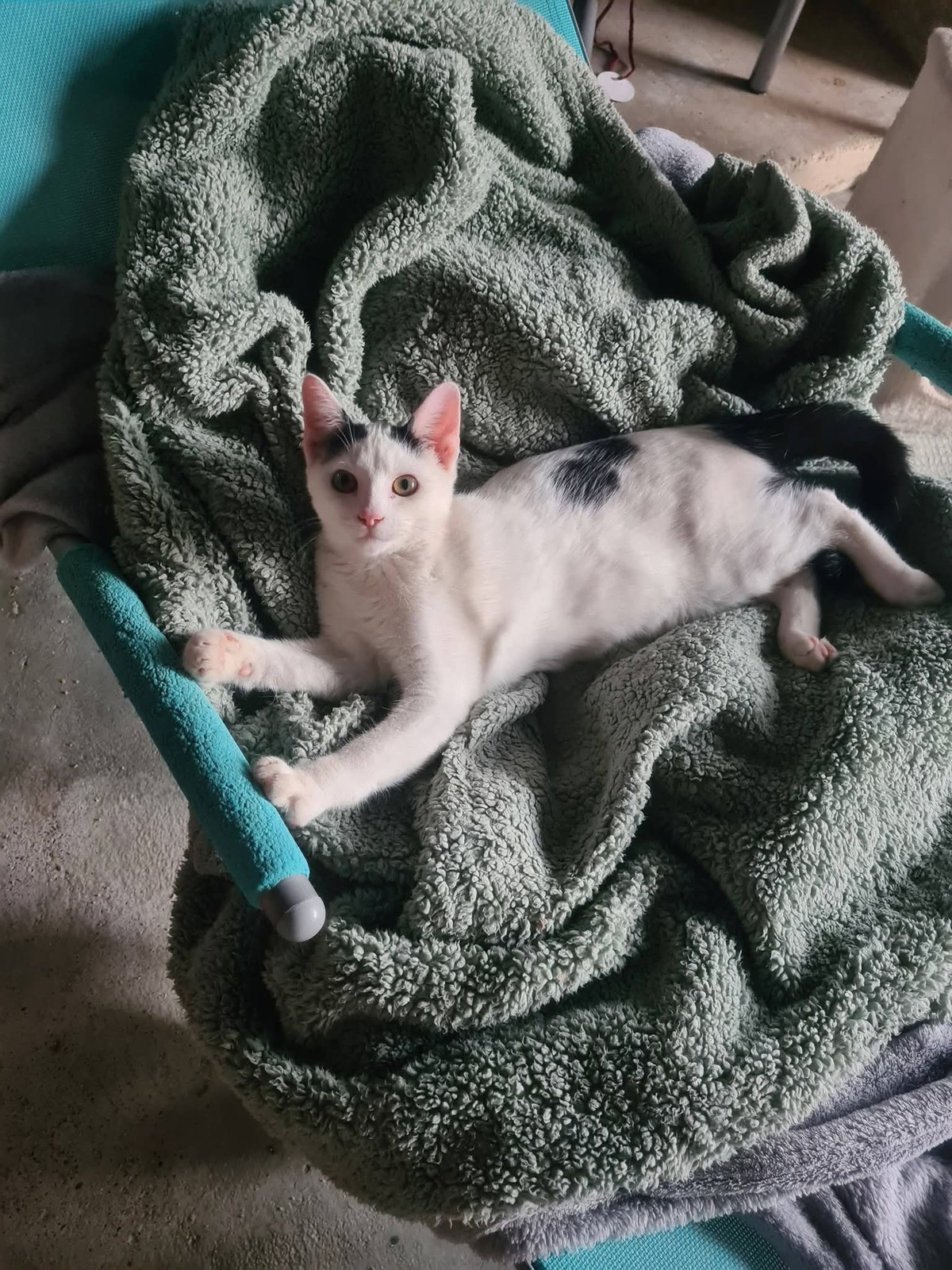 Adoption Benoît 