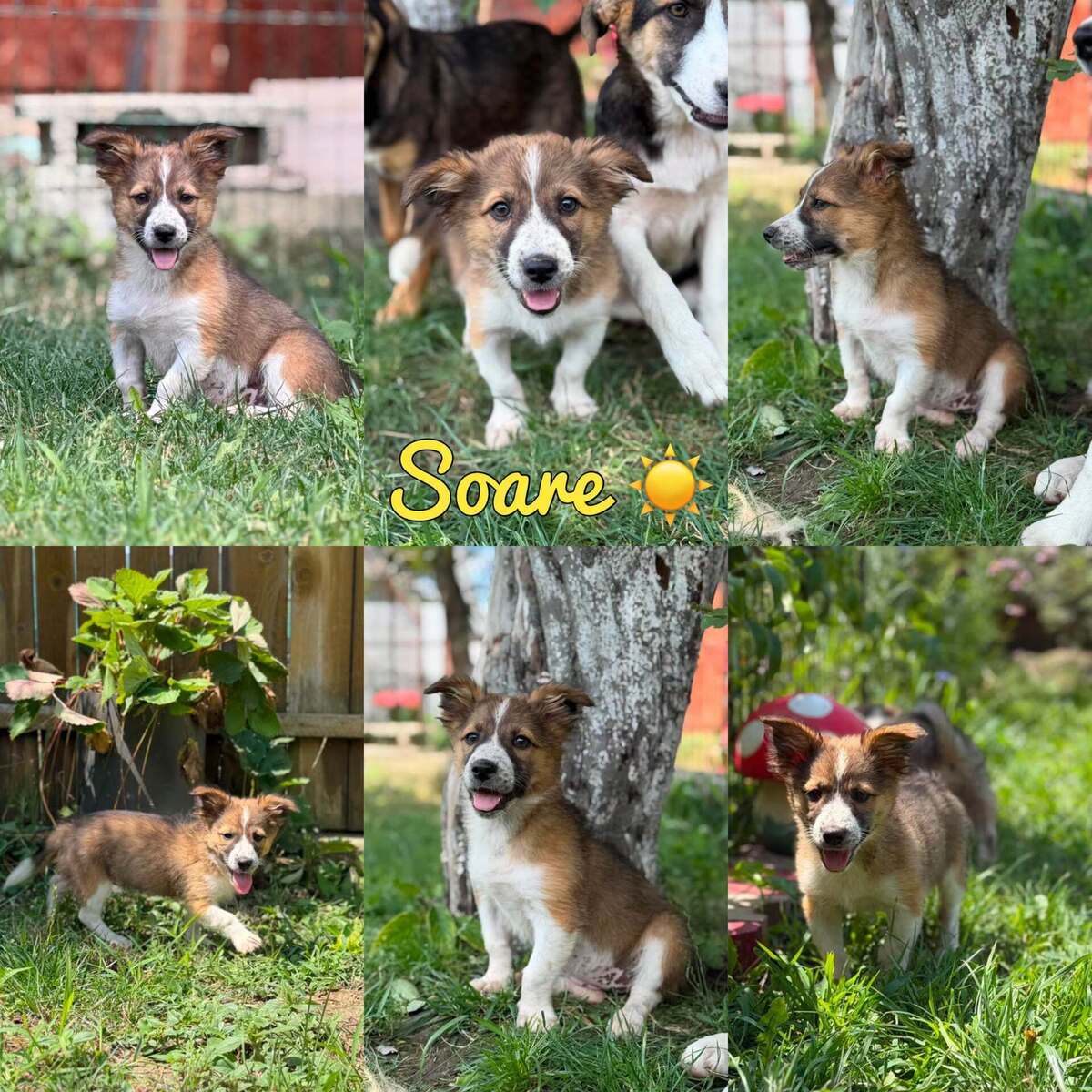 Adoption SOARE
