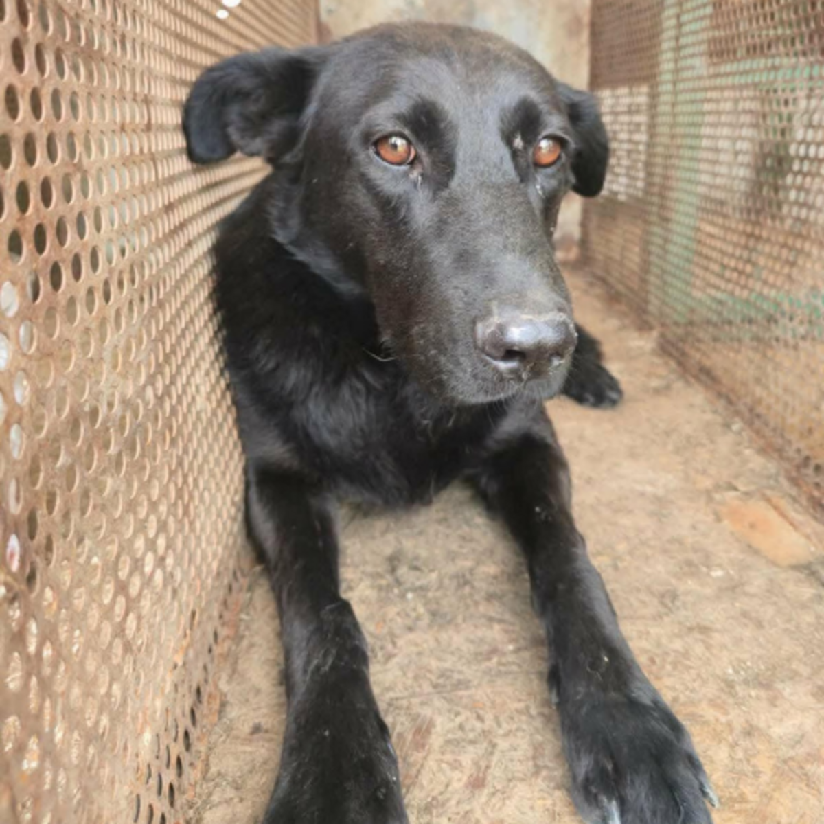 Adoption NERO