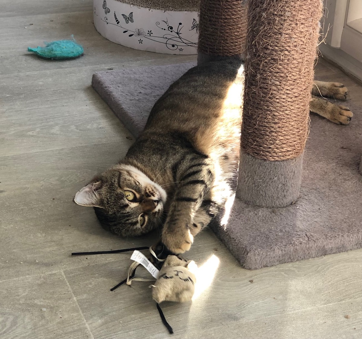 Adoption Cocotte