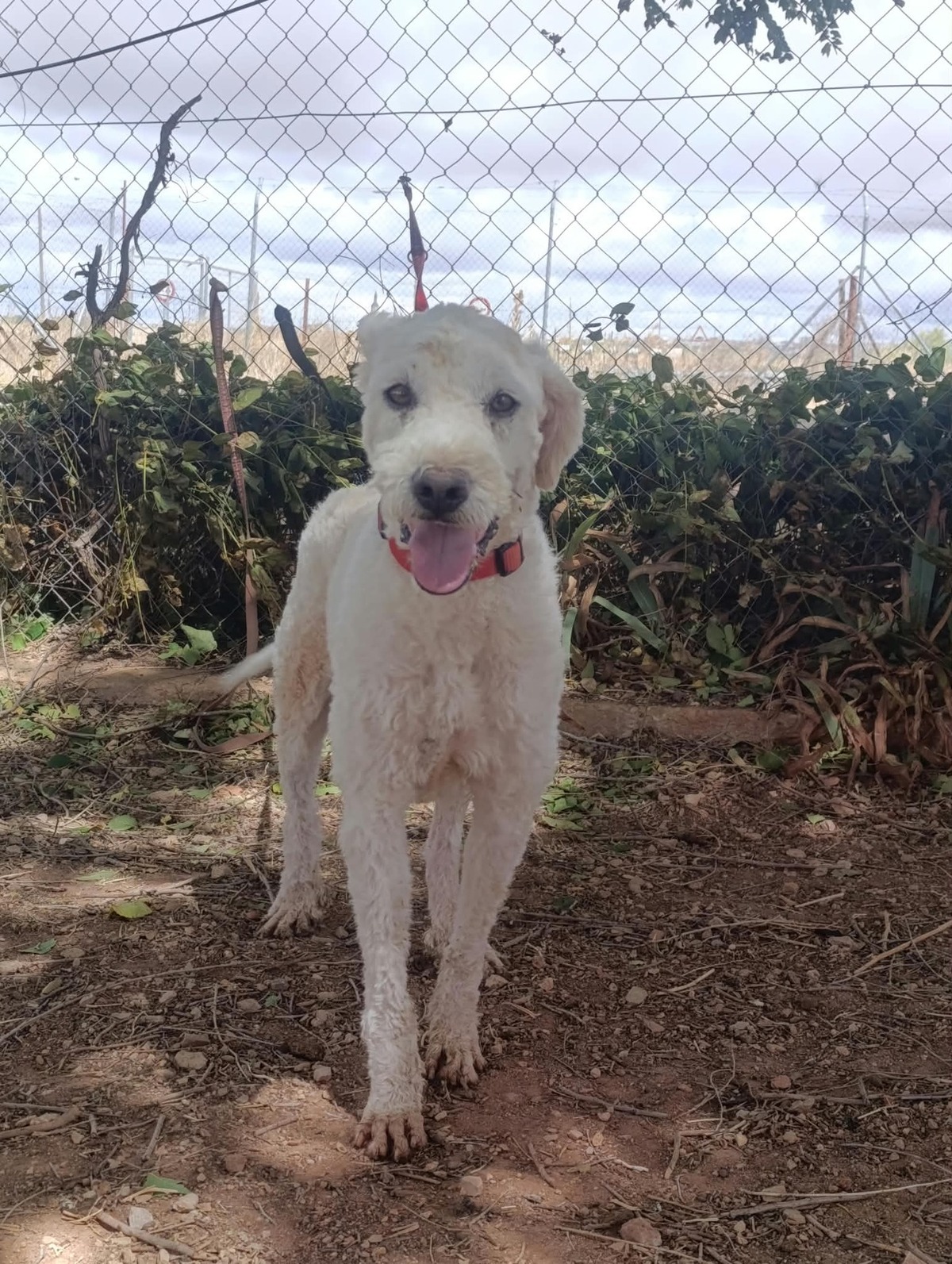 Adoption Toby