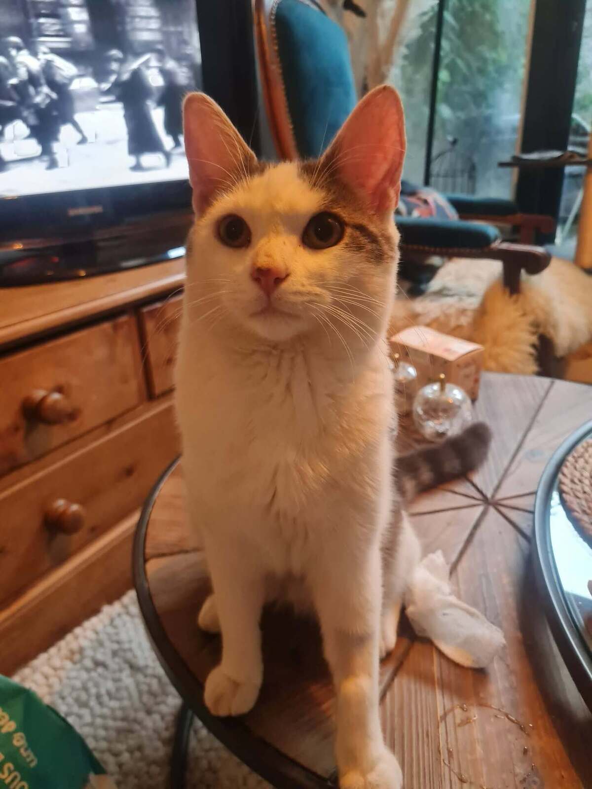 Adoption Jean