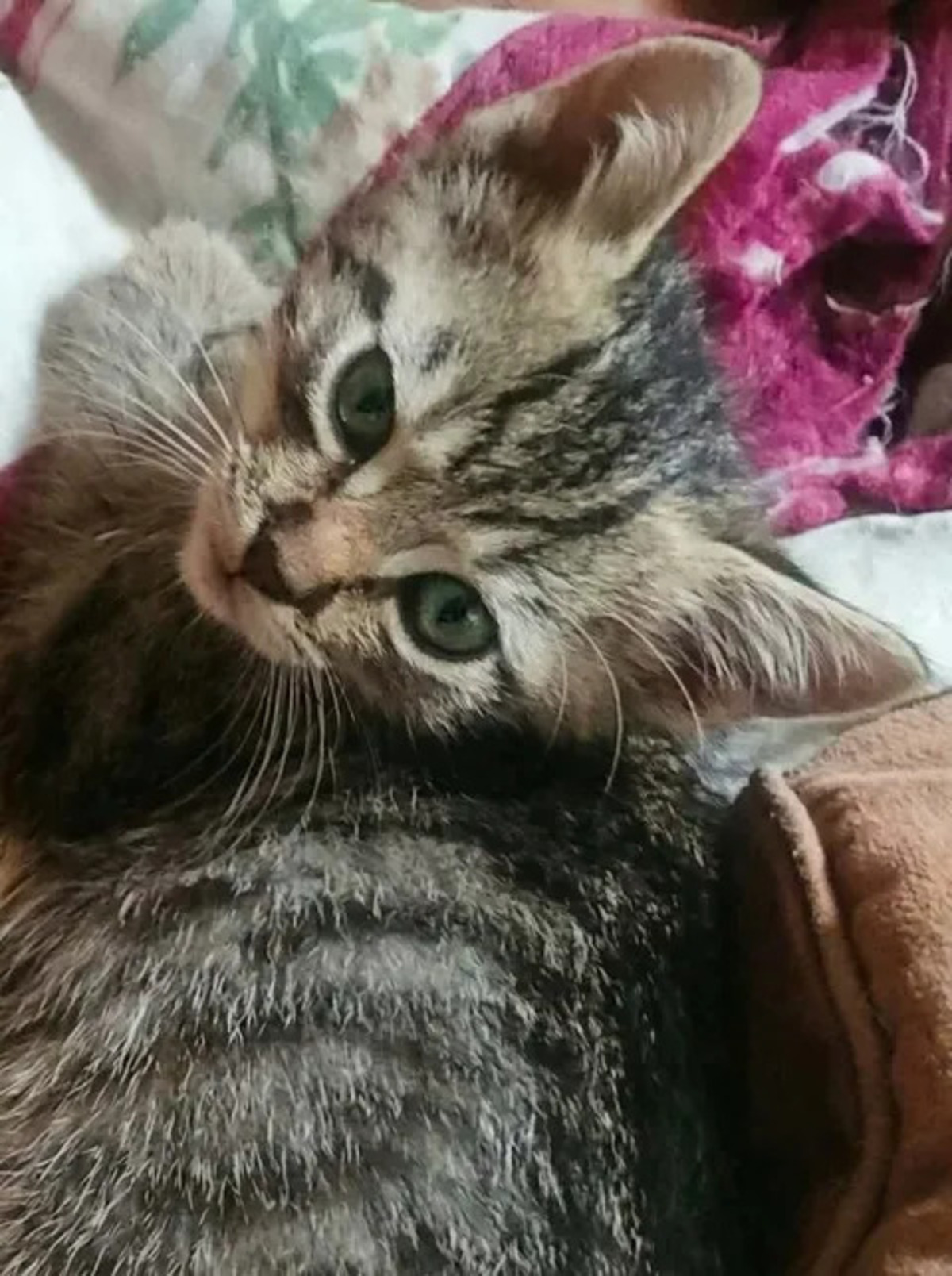 Adoption Scoubidou