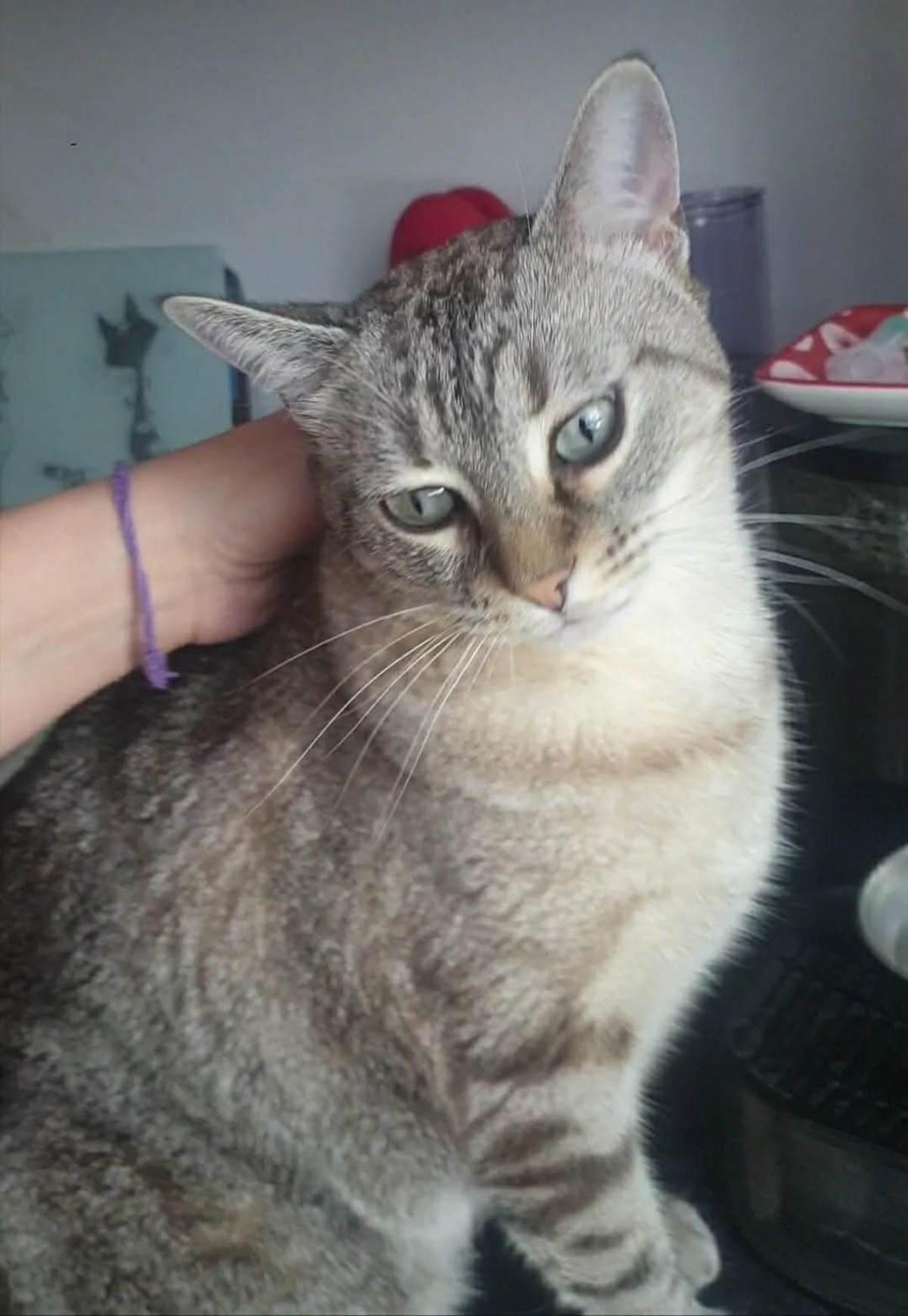 Adoption SHOO