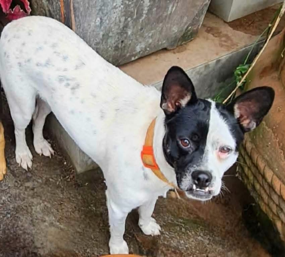 Adoption Drak