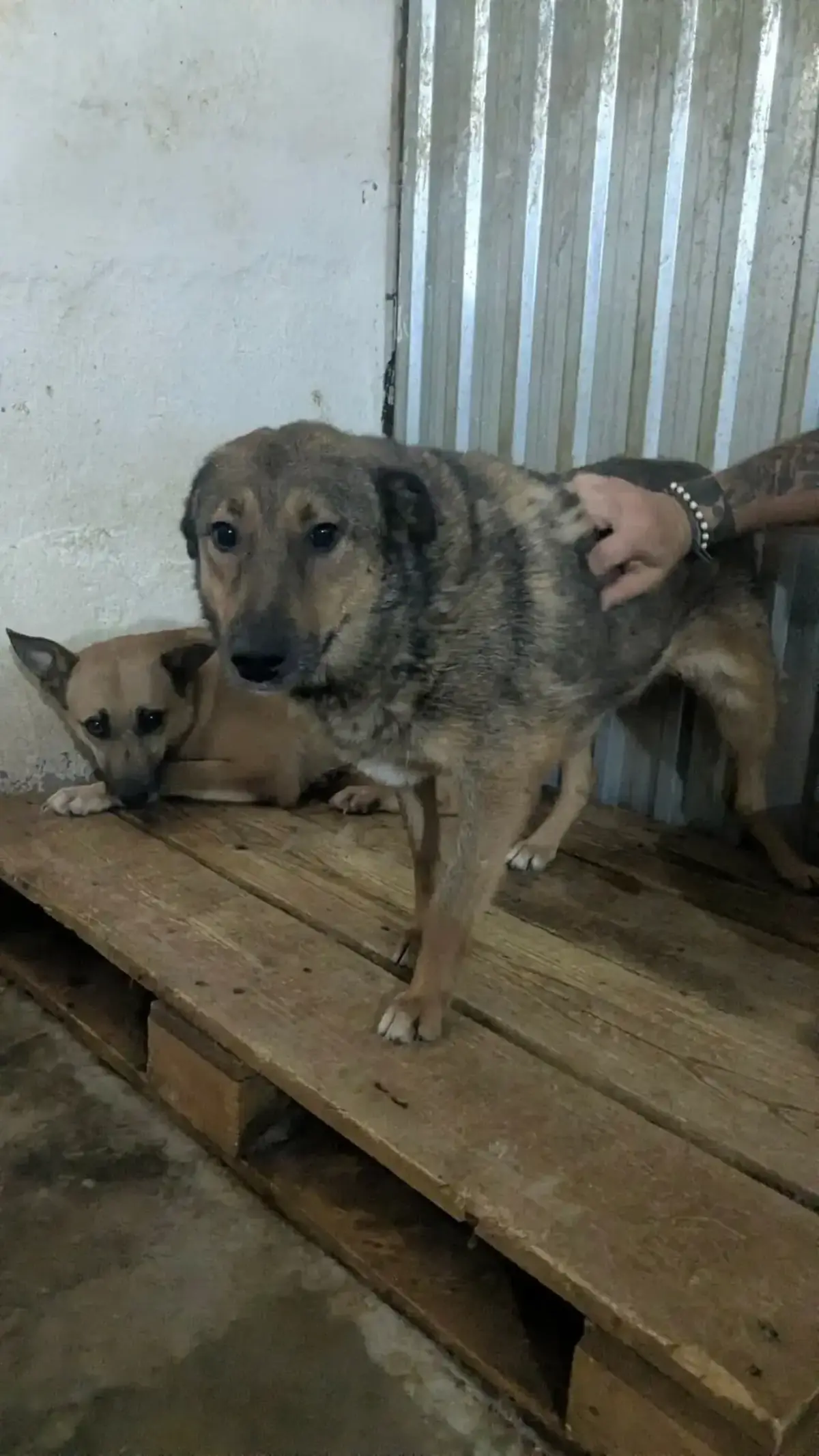 Adoption Namibia