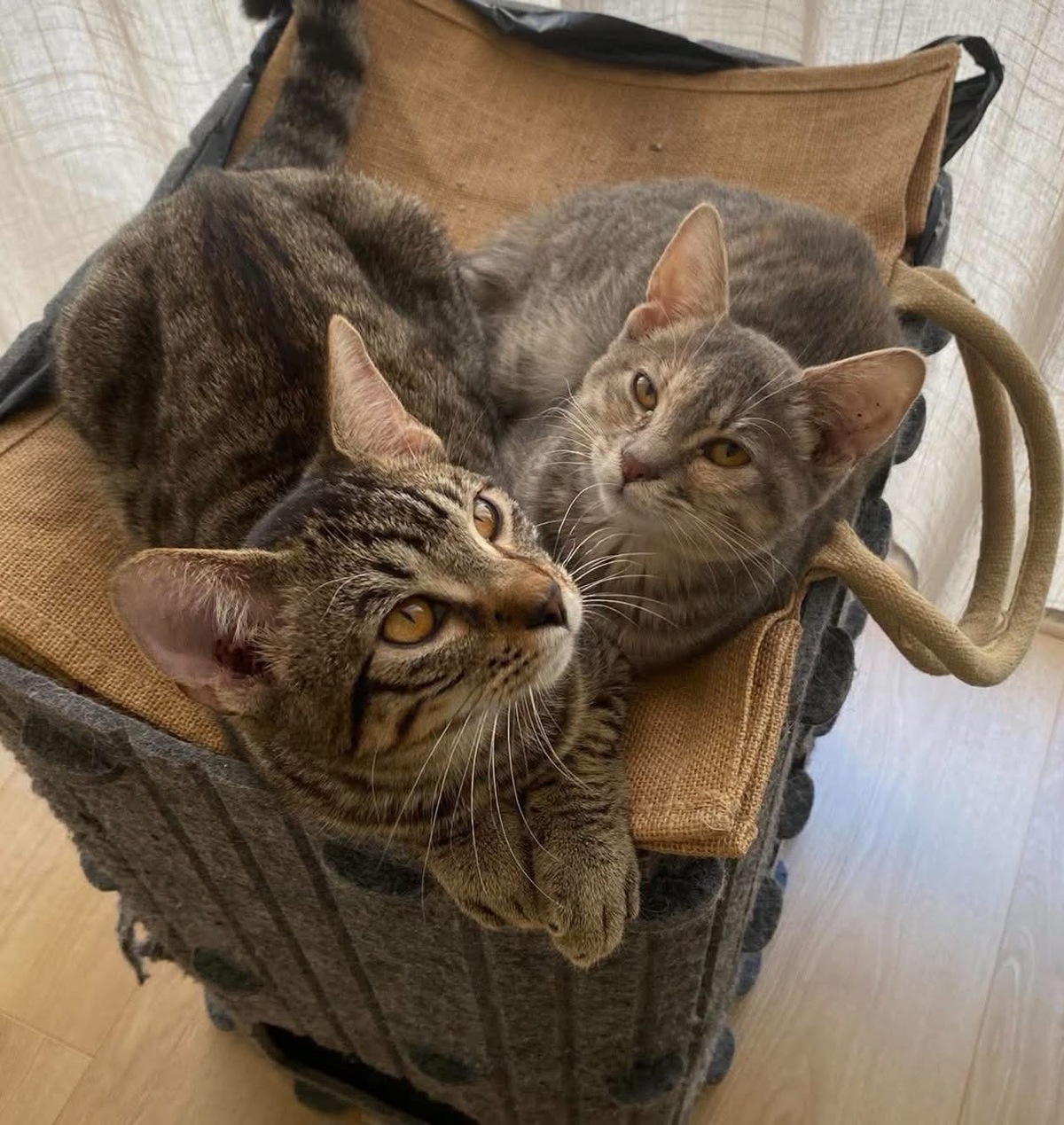 Adoption Yuji et Megumi Duo