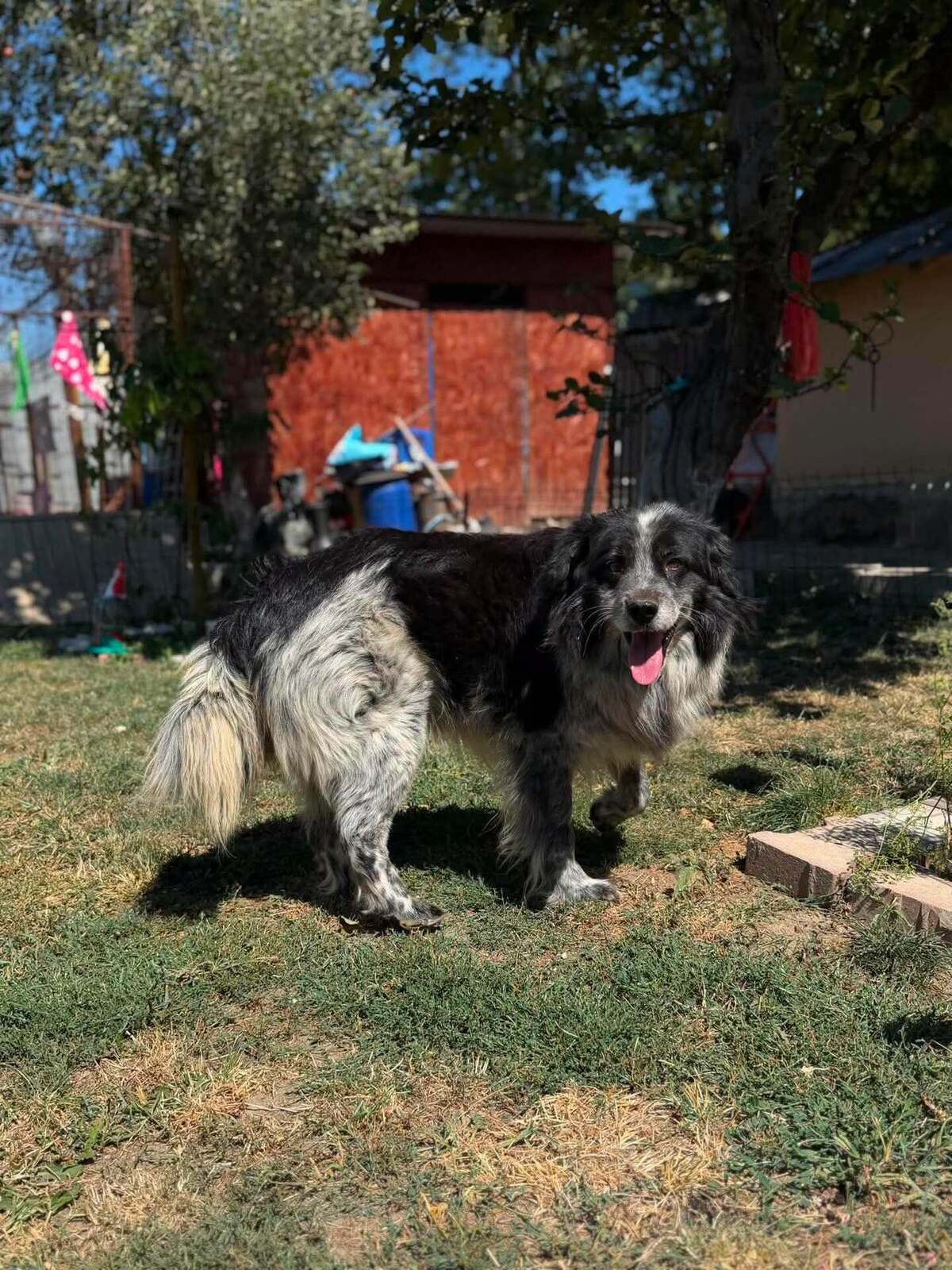 Adoption Domino