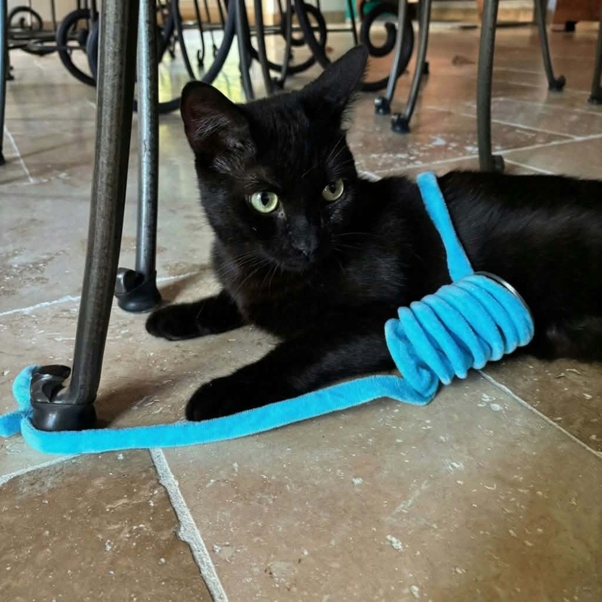 Adoption Pepsi