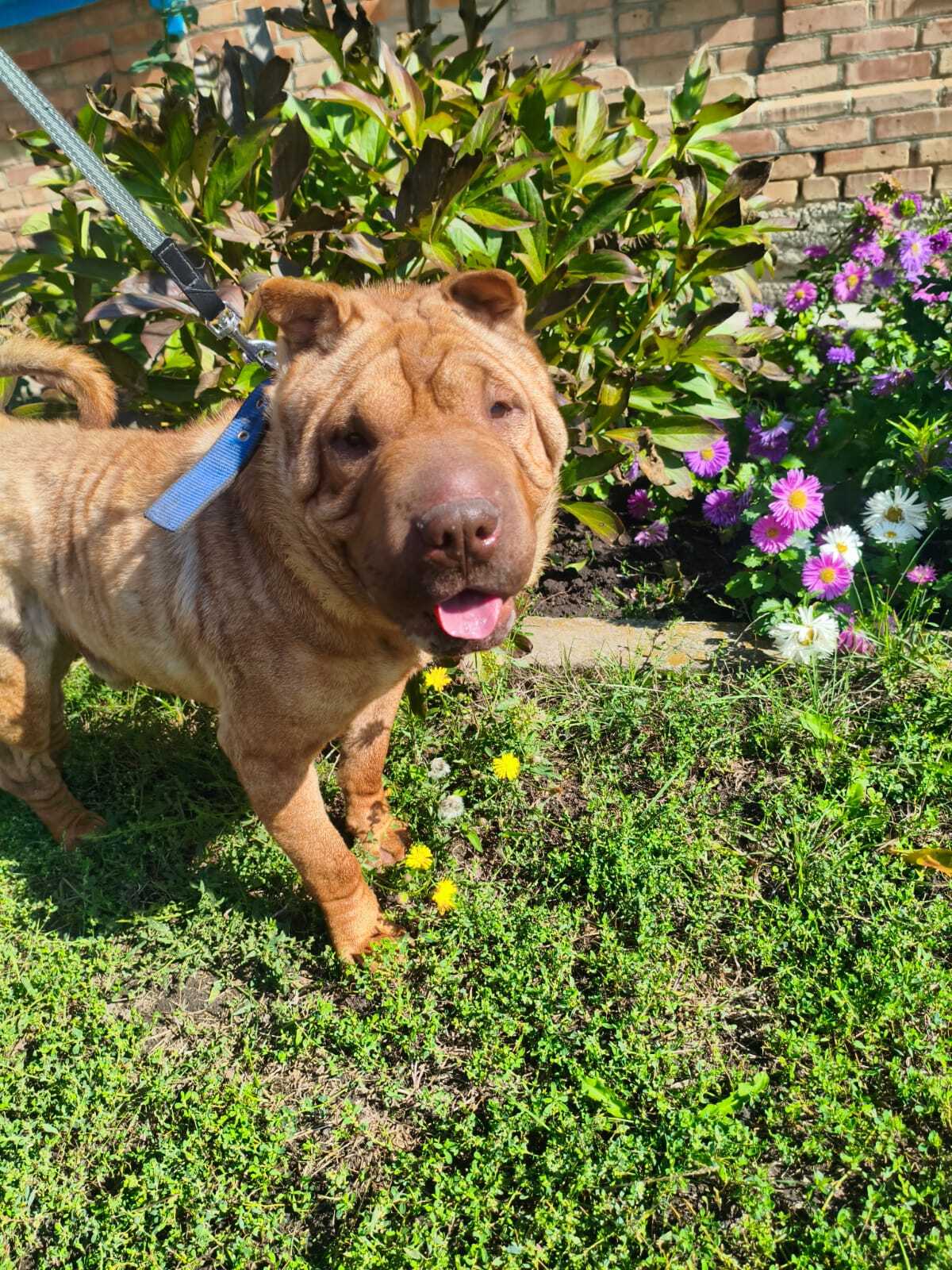 Adoption Tom 