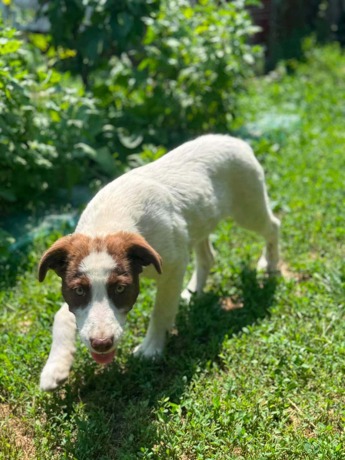 Adoption CAPUCINE