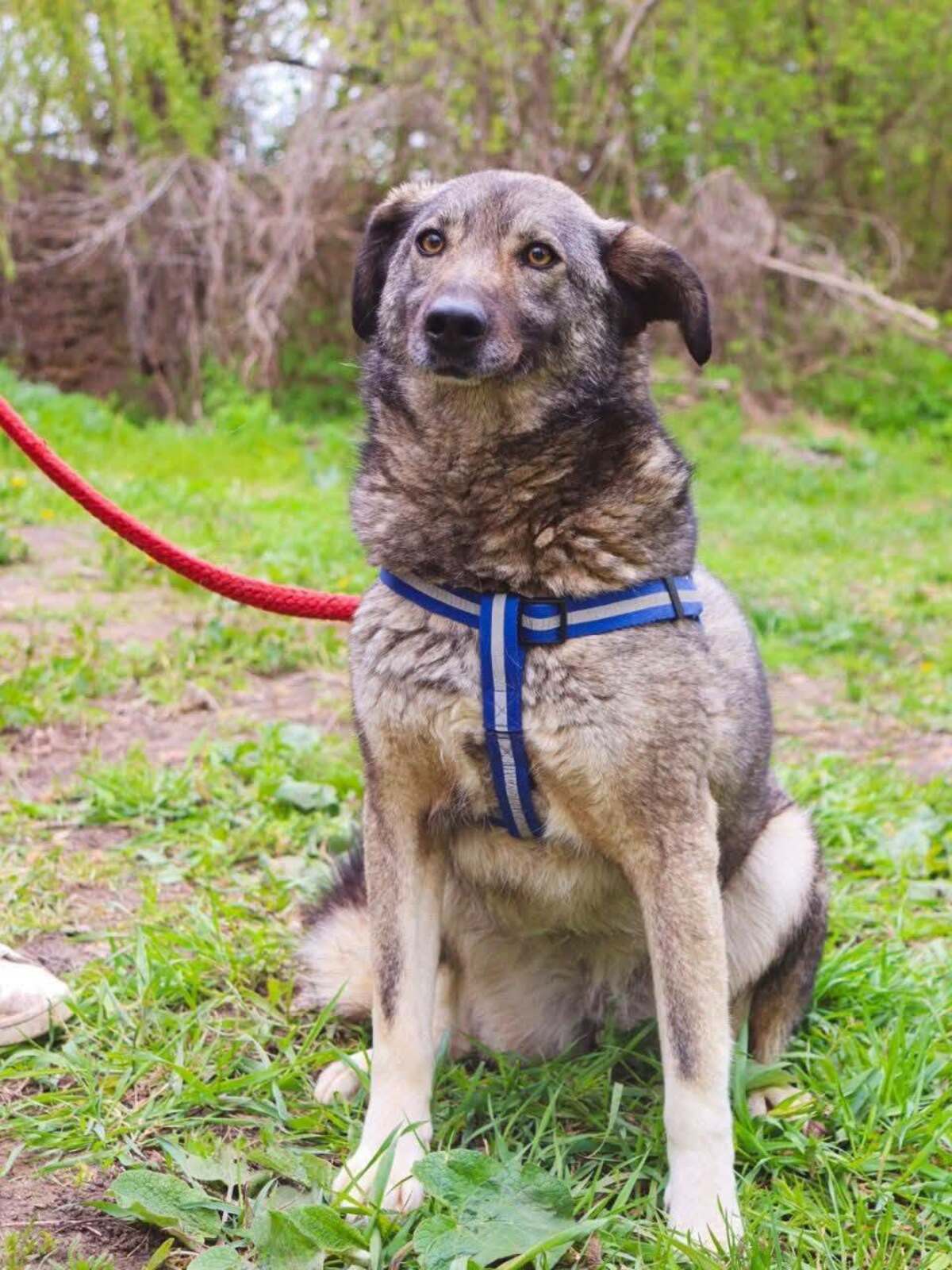 Adoption Marmishka