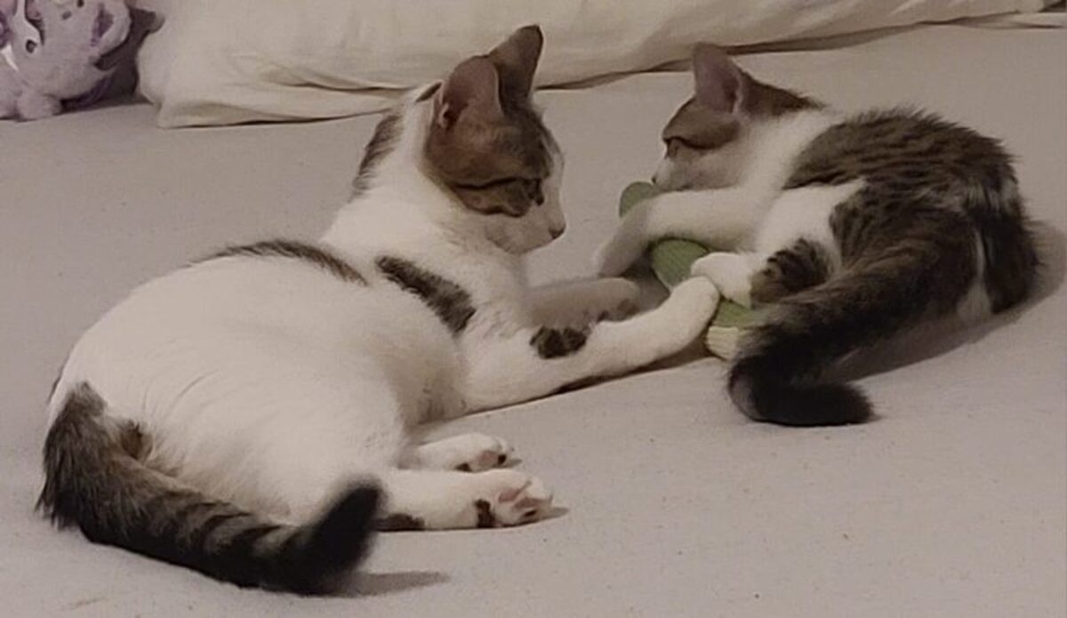 Adoption Tosca