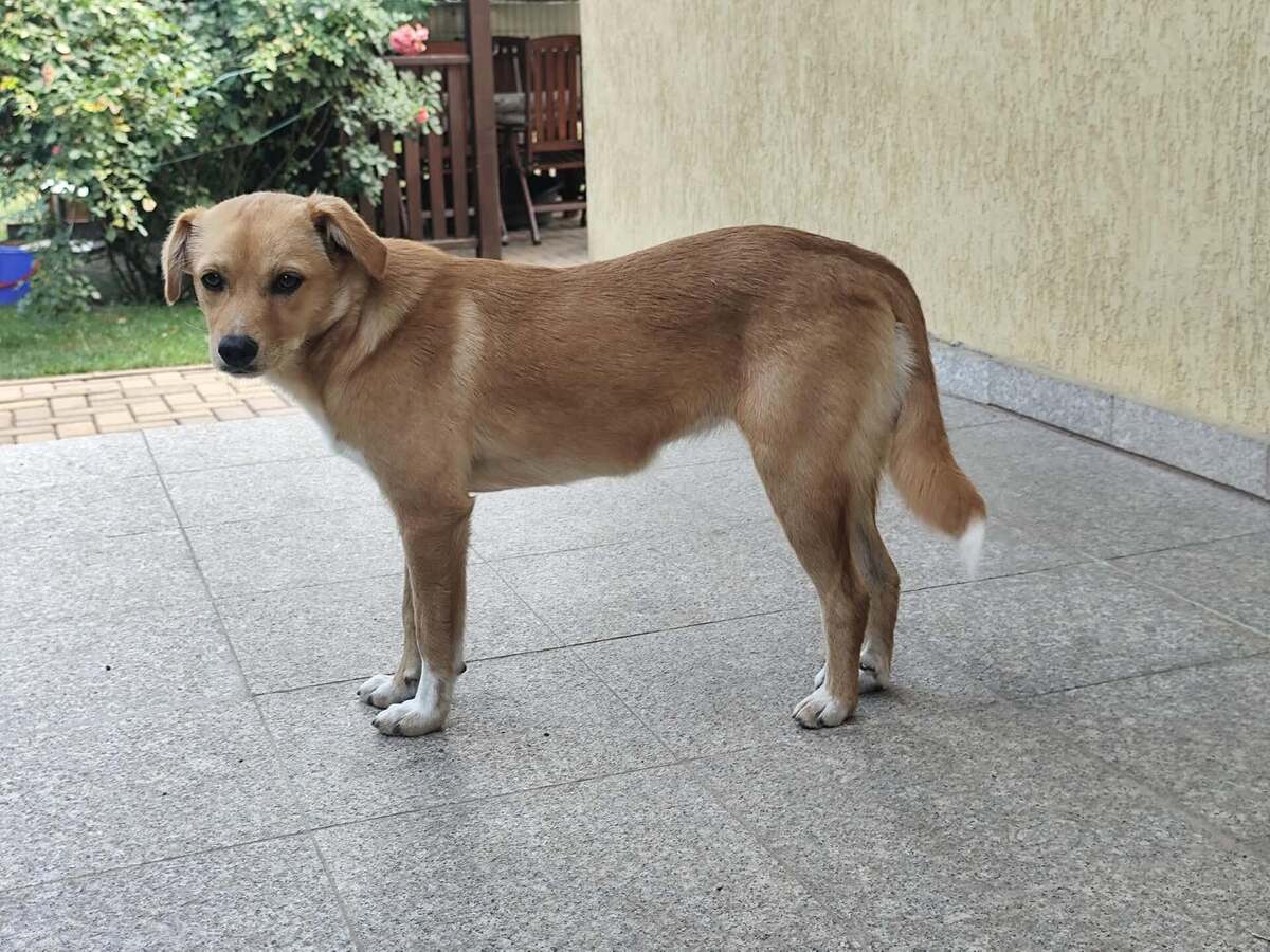 Adoption Jade