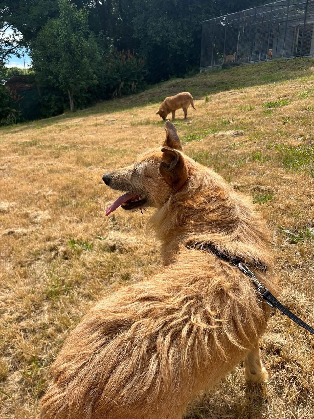 Adoption Sequinho