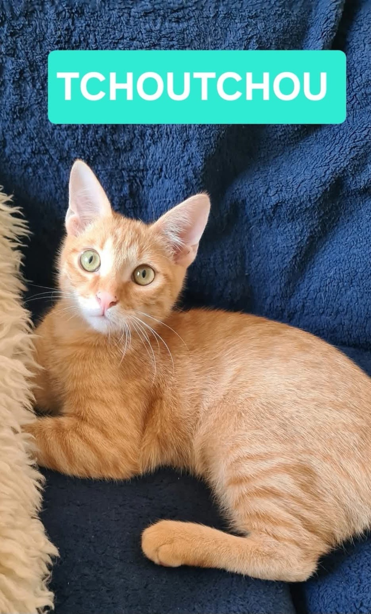 Adoption Tchoutchou 