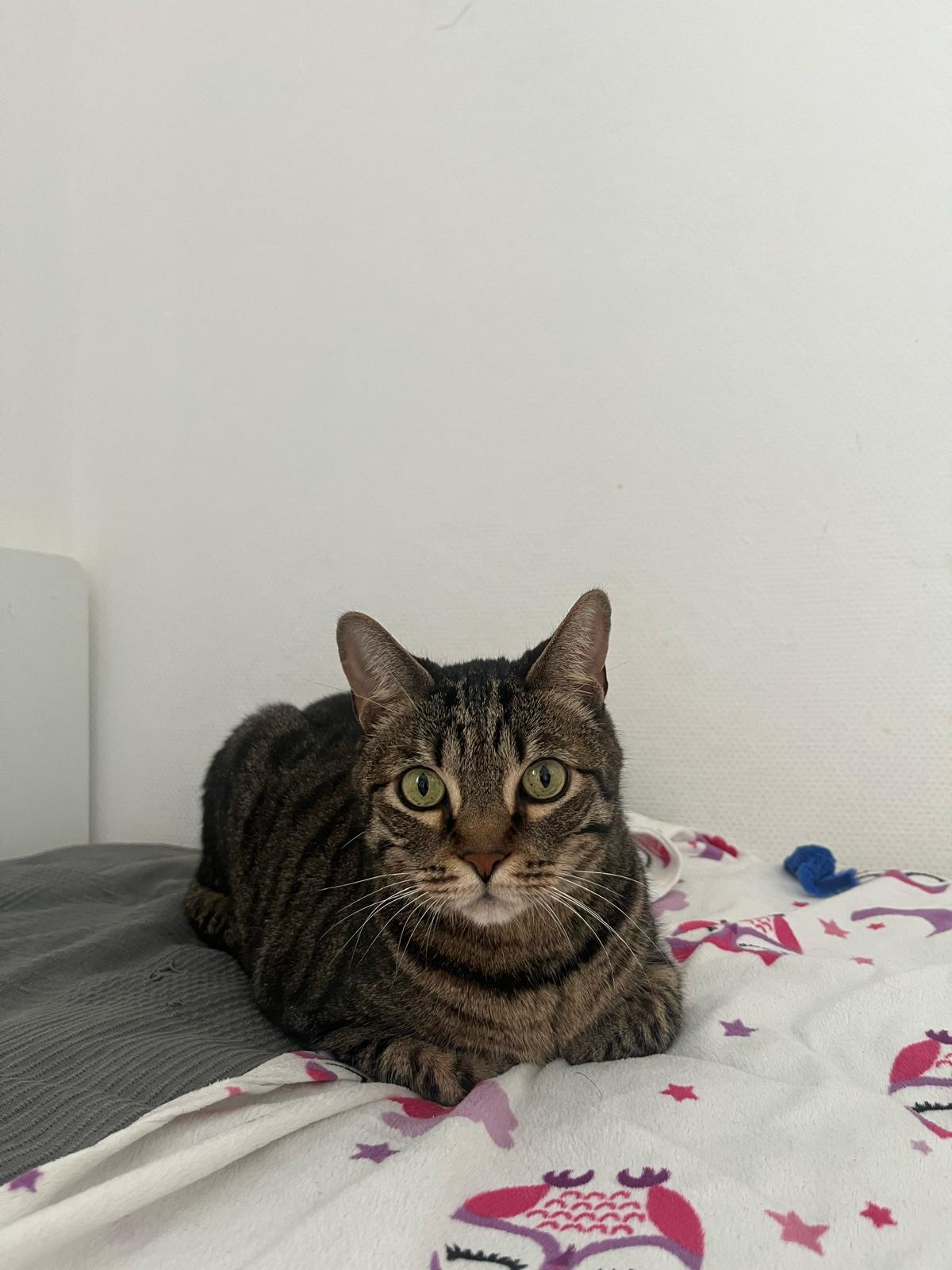 Adoption Leon