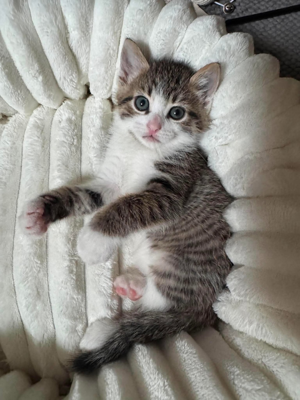 Adoption Spellman et Sabrina 