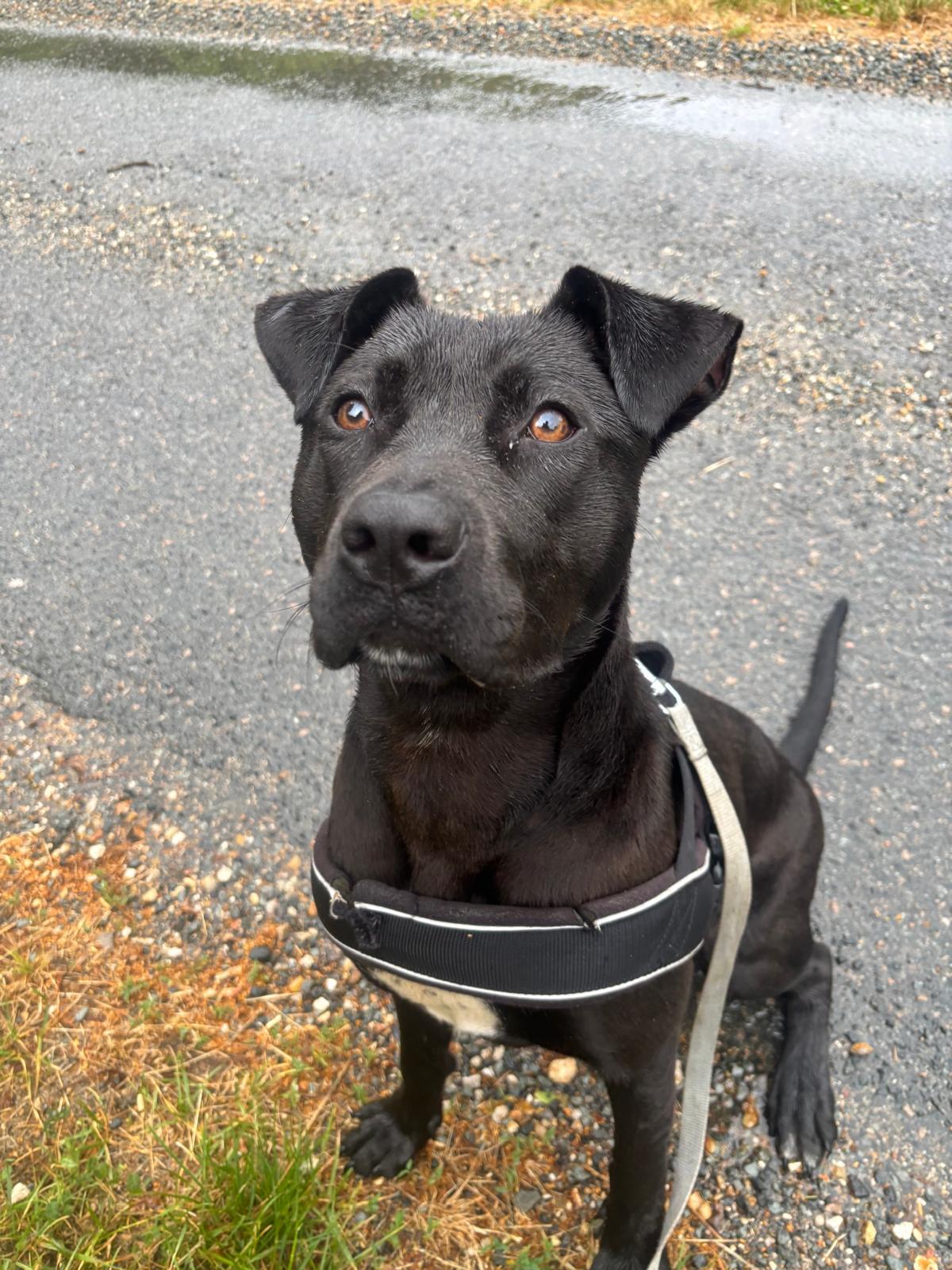 Adoption Athena