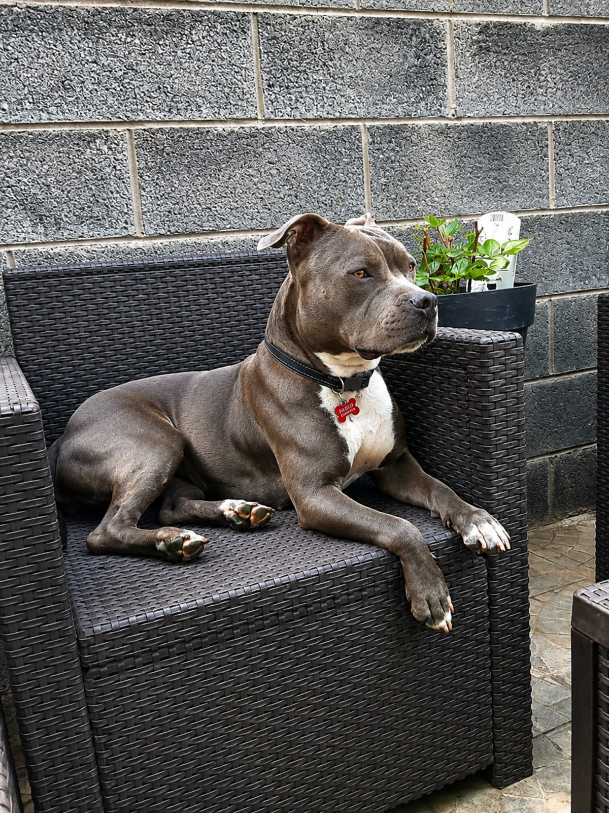 Adoption Ruby
